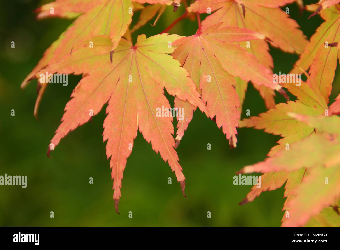 Acer palmatum 'Sango kaku' arce japonés mostrando el follaje otoñal colorante amarillo rosado (en verano), REINO UNIDO Foto de stock