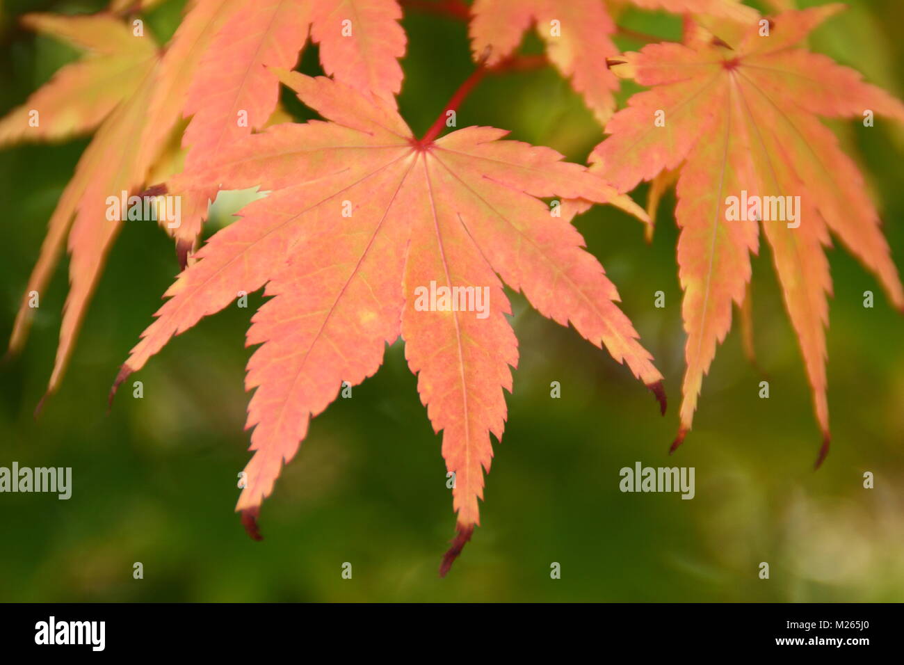 Acer palmatum 'Sango kaku' arce japonés mostrando el follaje otoñal colorante amarillo rosado (en verano), REINO UNIDO Foto de stock