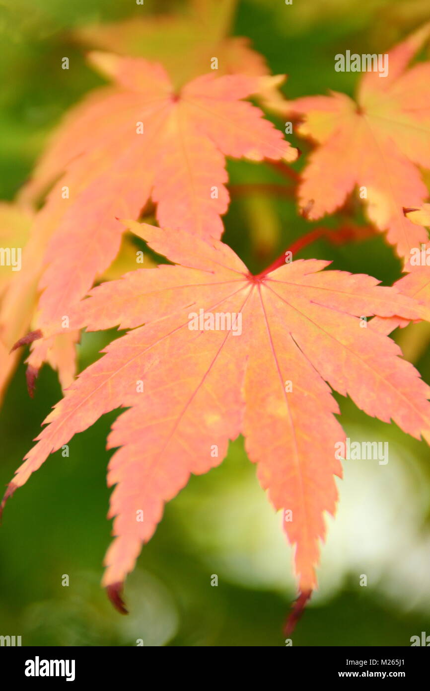 Acer palmatum 'Sango kaku' arce japonés mostrando el follaje otoñal colorante amarillo rosado (en verano), REINO UNIDO Foto de stock