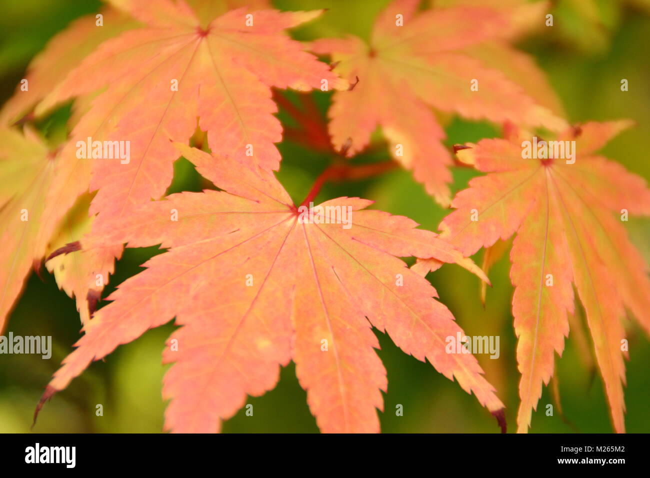 Acer palmatum 'Sango kaku' arce japonés mostrando el follaje otoñal colorante amarillo rosado (en verano), REINO UNIDO Foto de stock