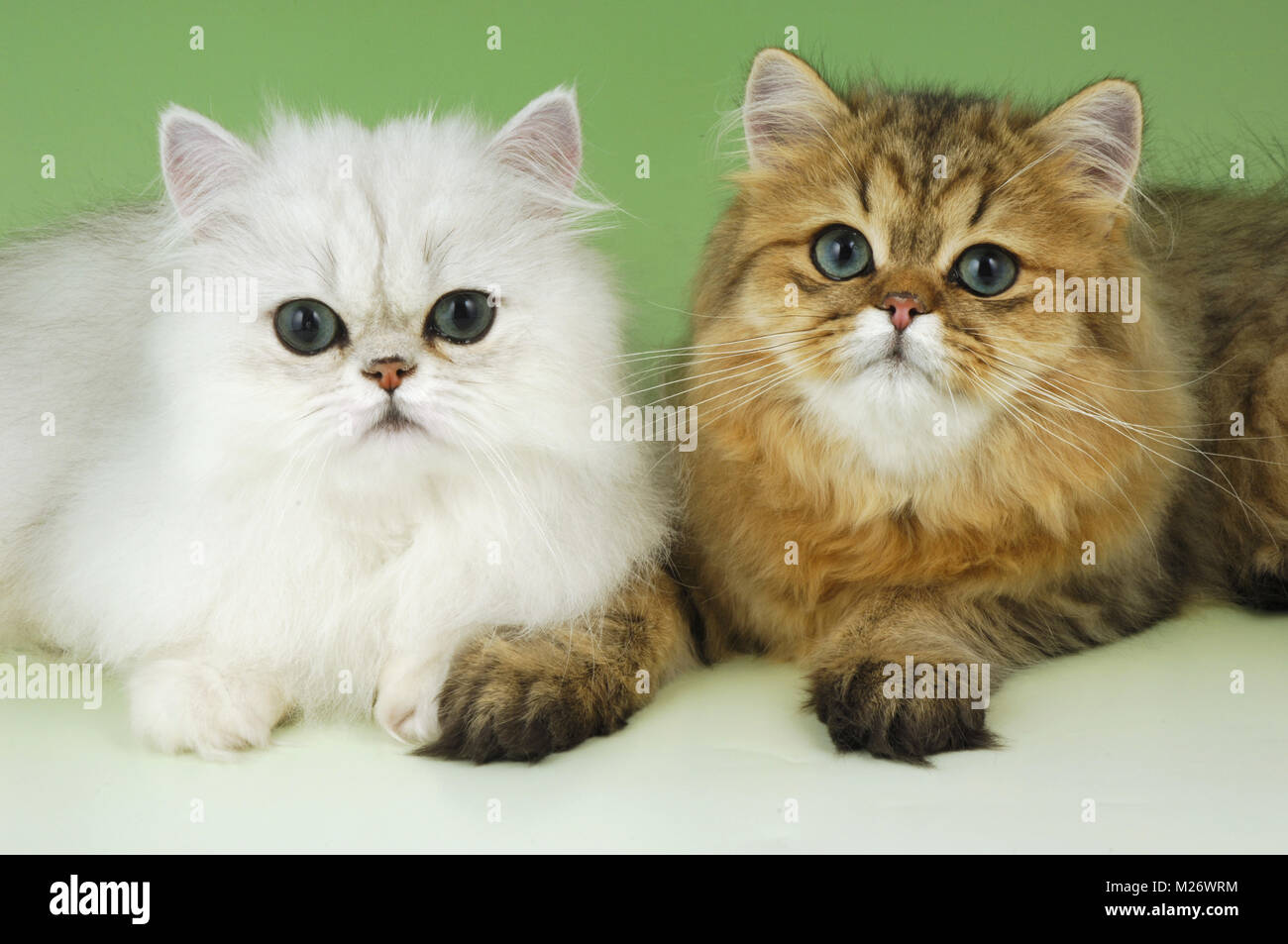 Chinchilla Y Joven Gato Persa Dorado Fotografia De Stock Alamy