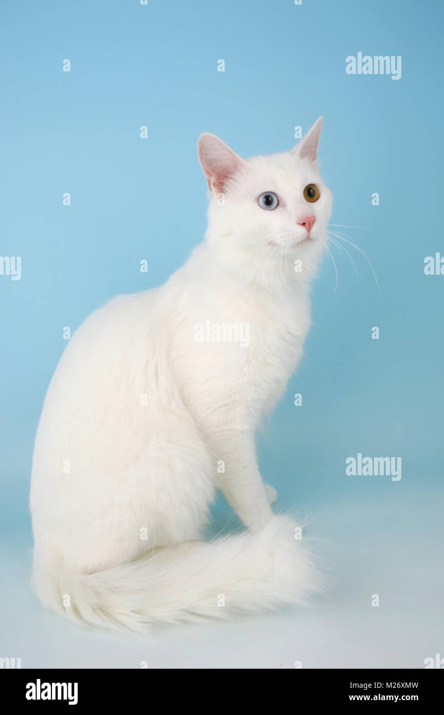 Van turco kedisi cat Fotografía de stock - Alamy