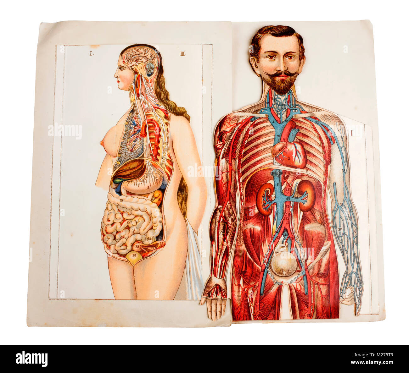 Ilustración médica de seres humanos Foto de stock