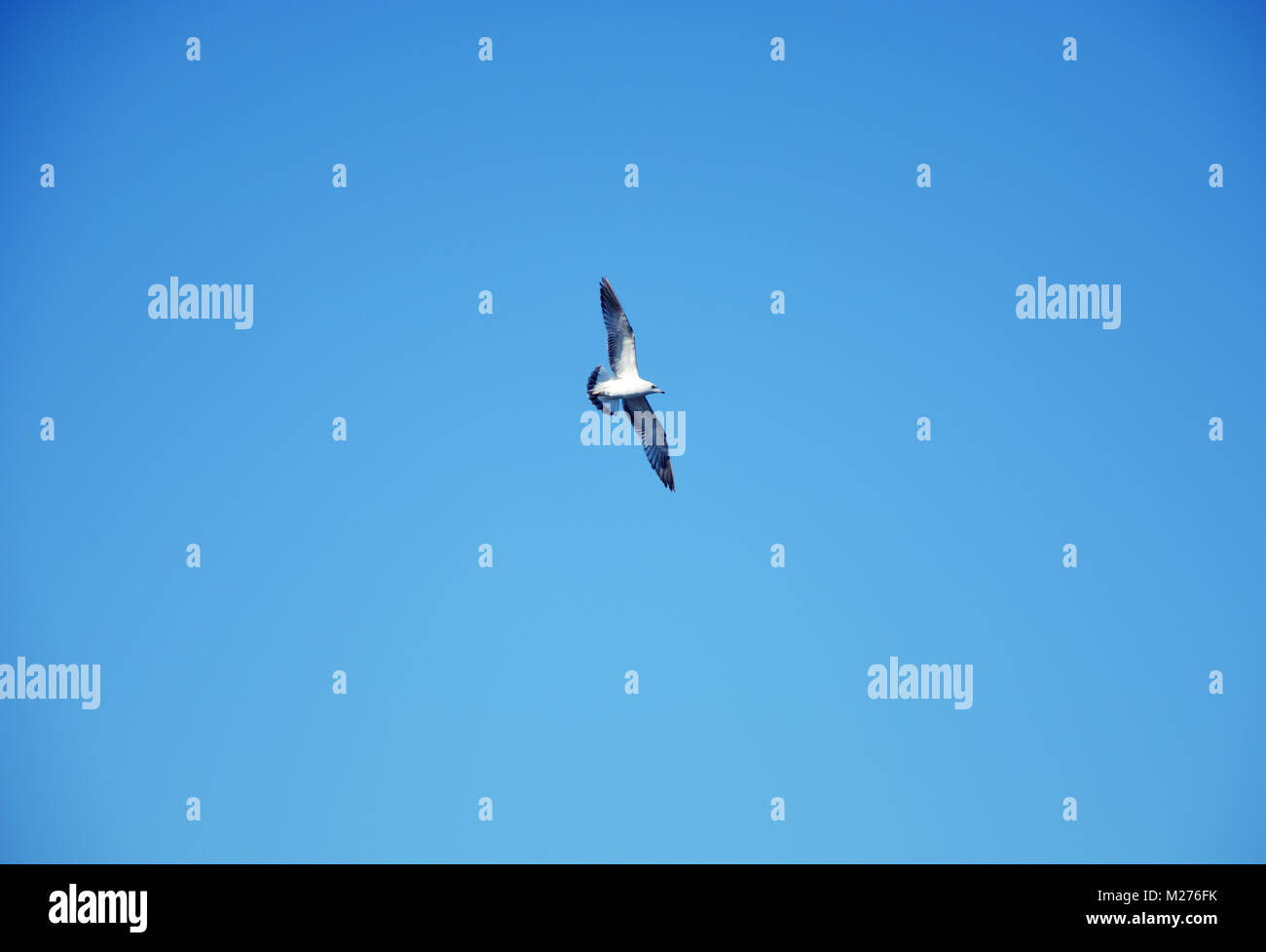 Gaviota volando en el cielo Foto de stock