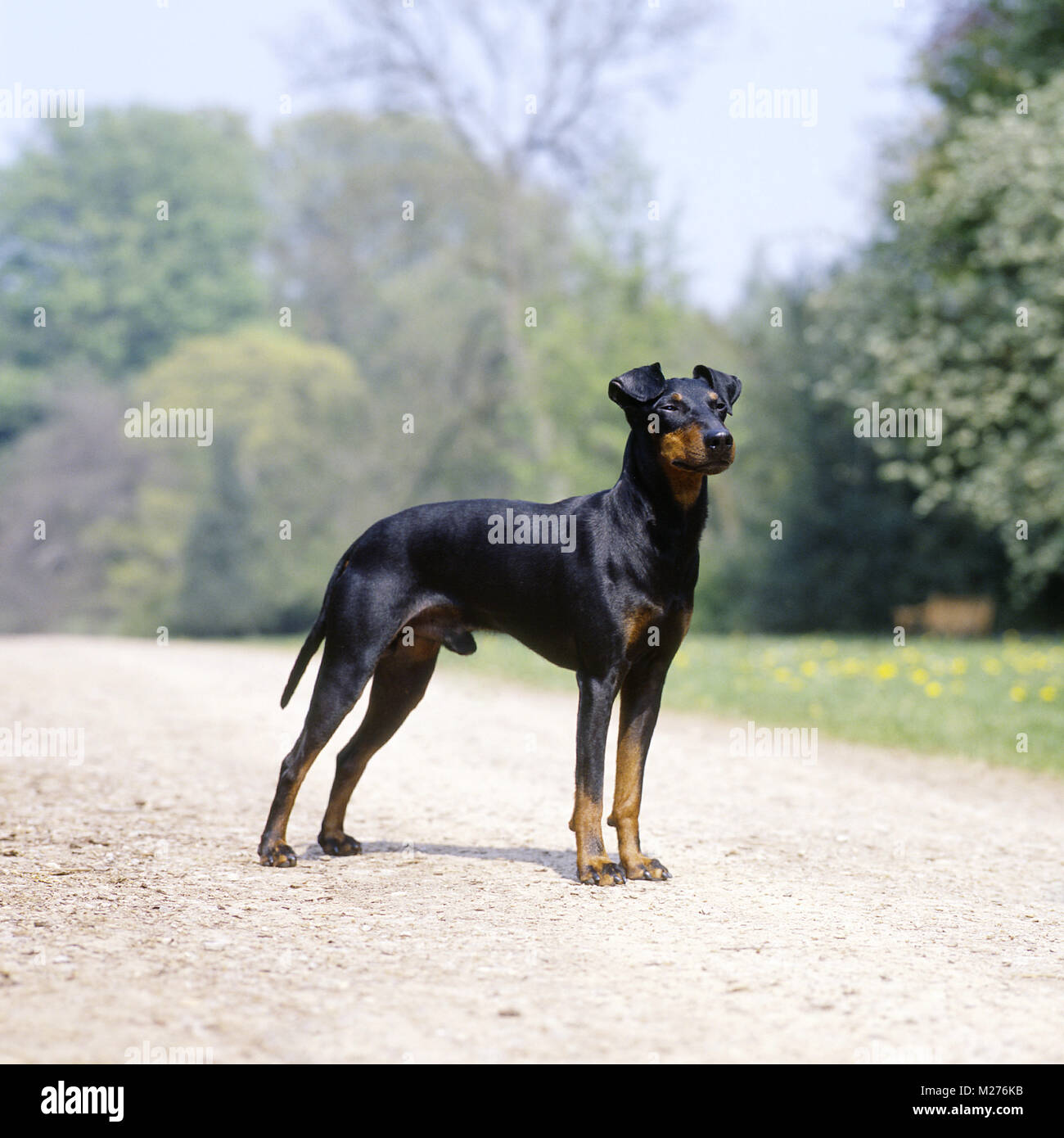 es lo mismo un manchester terrier que un pinscher miniatura