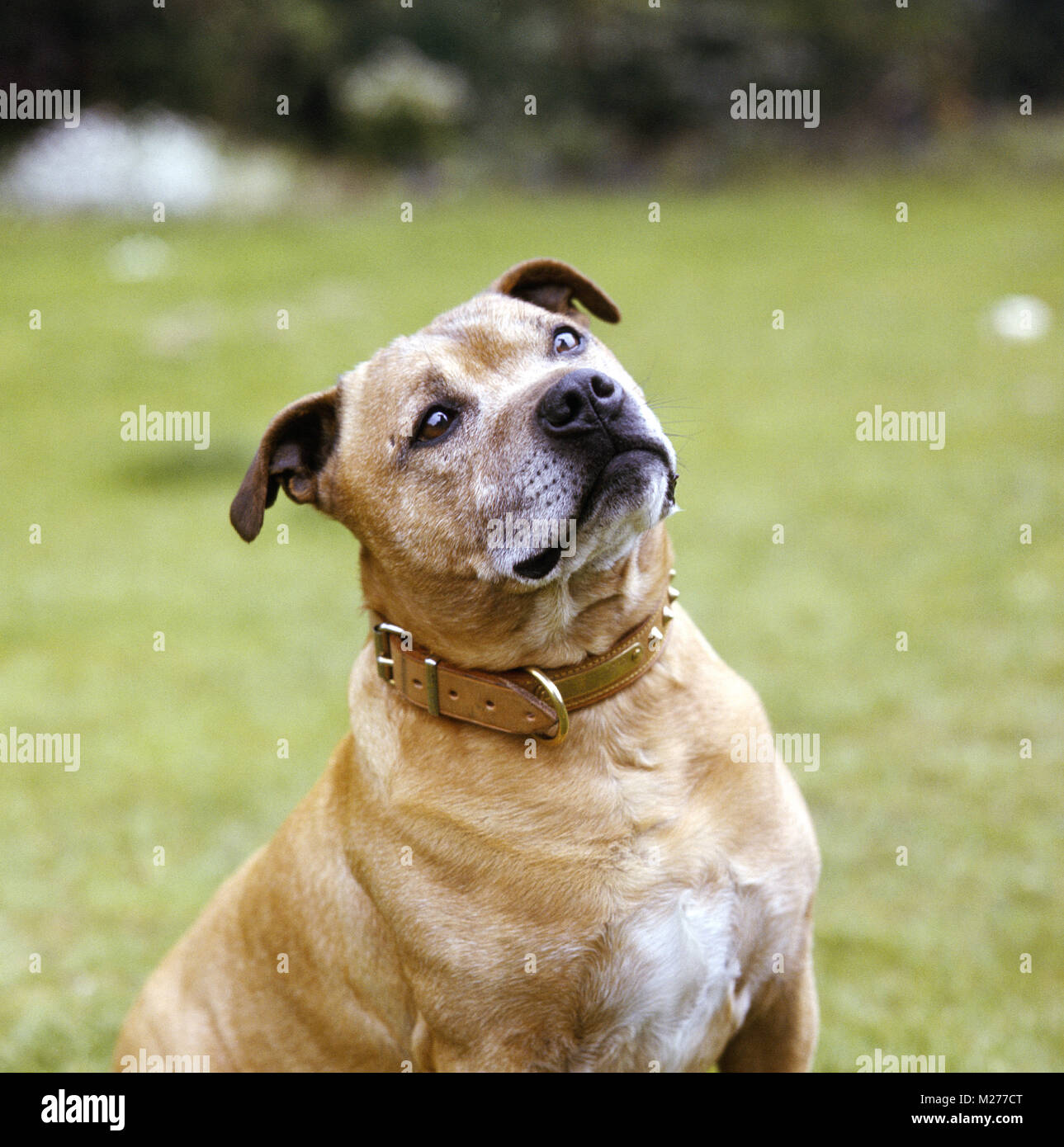 Toby, staffordshire bull terrier, mirando hacia arriba, esperando un regalo  Fotografía de stock - Alamy