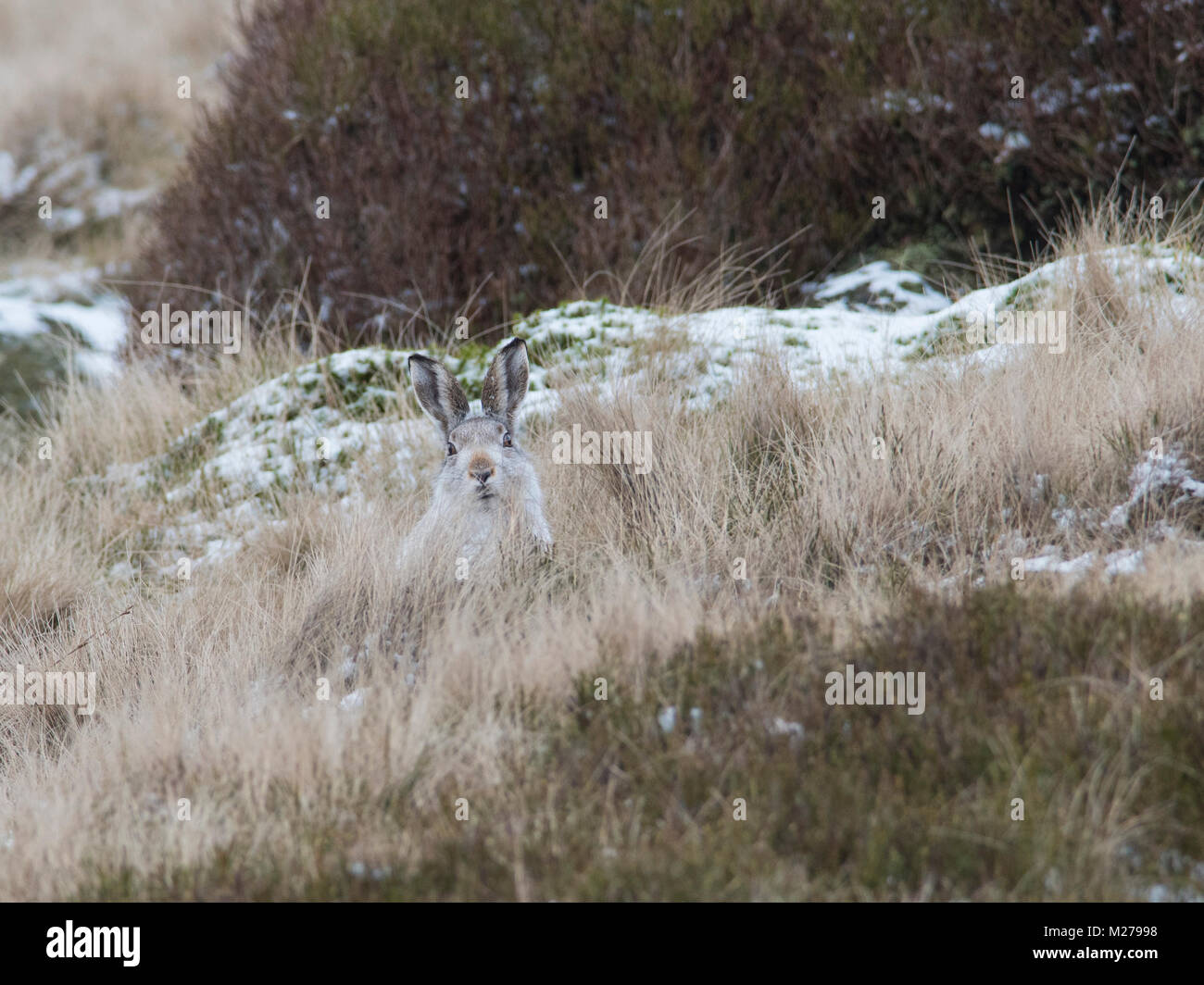 Mountain Liebre Lepus timidus en su abrigo blanco en invierno, con una nevada antecedentes sobre los páramos de la Derbyshire Peak District. Foto de stock