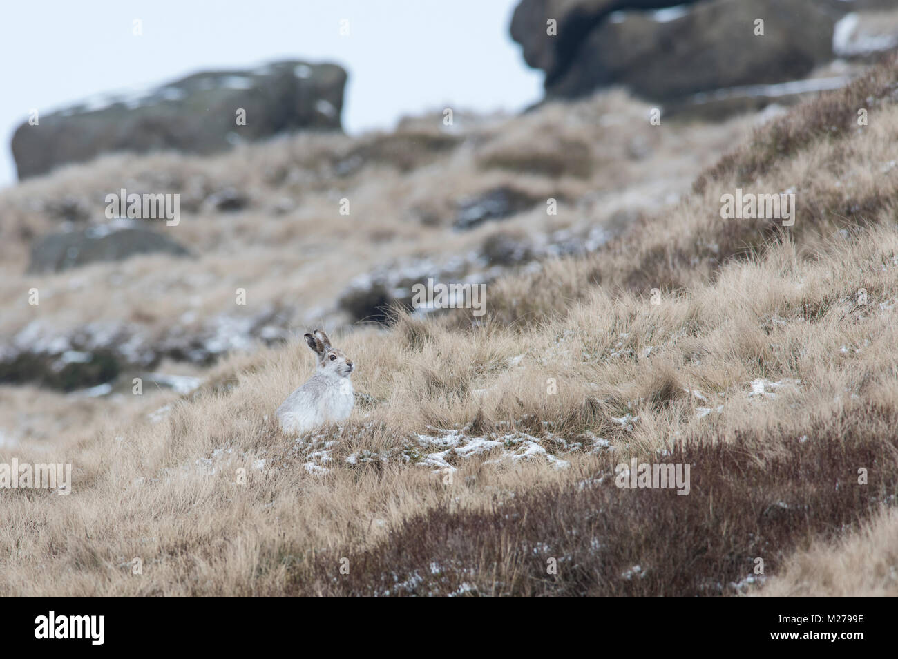 Mountain Liebre Lepus timidus en su abrigo blanco en invierno, con una nevada antecedentes sobre los páramos de la Derbyshire Peak District. Foto de stock