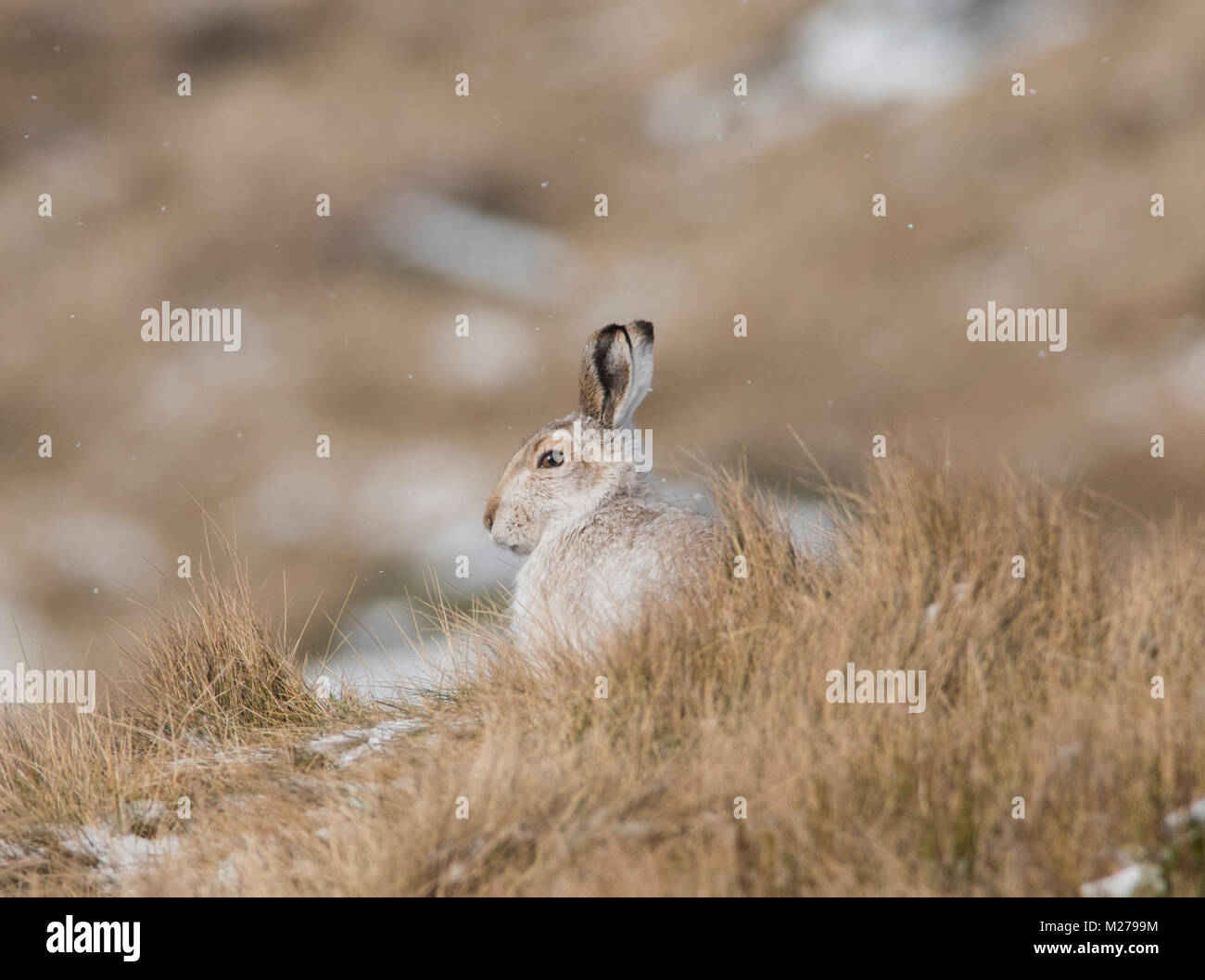 Mountain Liebre Lepus timidus en su abrigo blanco en invierno, con una nevada antecedentes sobre los páramos de la Derbyshire Peak District. Foto de stock