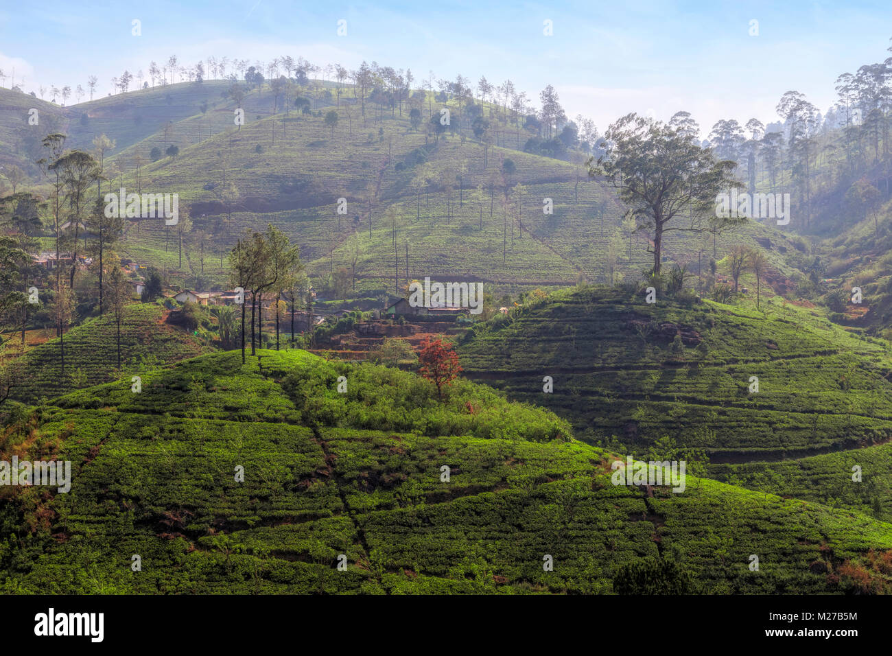 Té colinas cerca de Nuwara Eliya, Sri Lanka, Asia Foto de stock