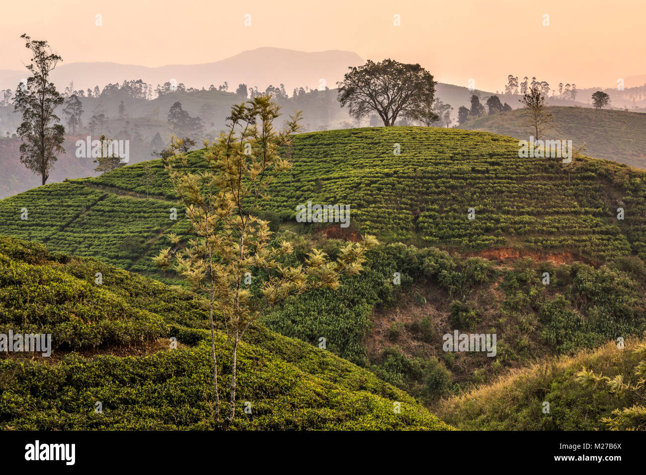 Té colinas cerca de Nuwara Eliya, Sri Lanka, Asia Foto de stock