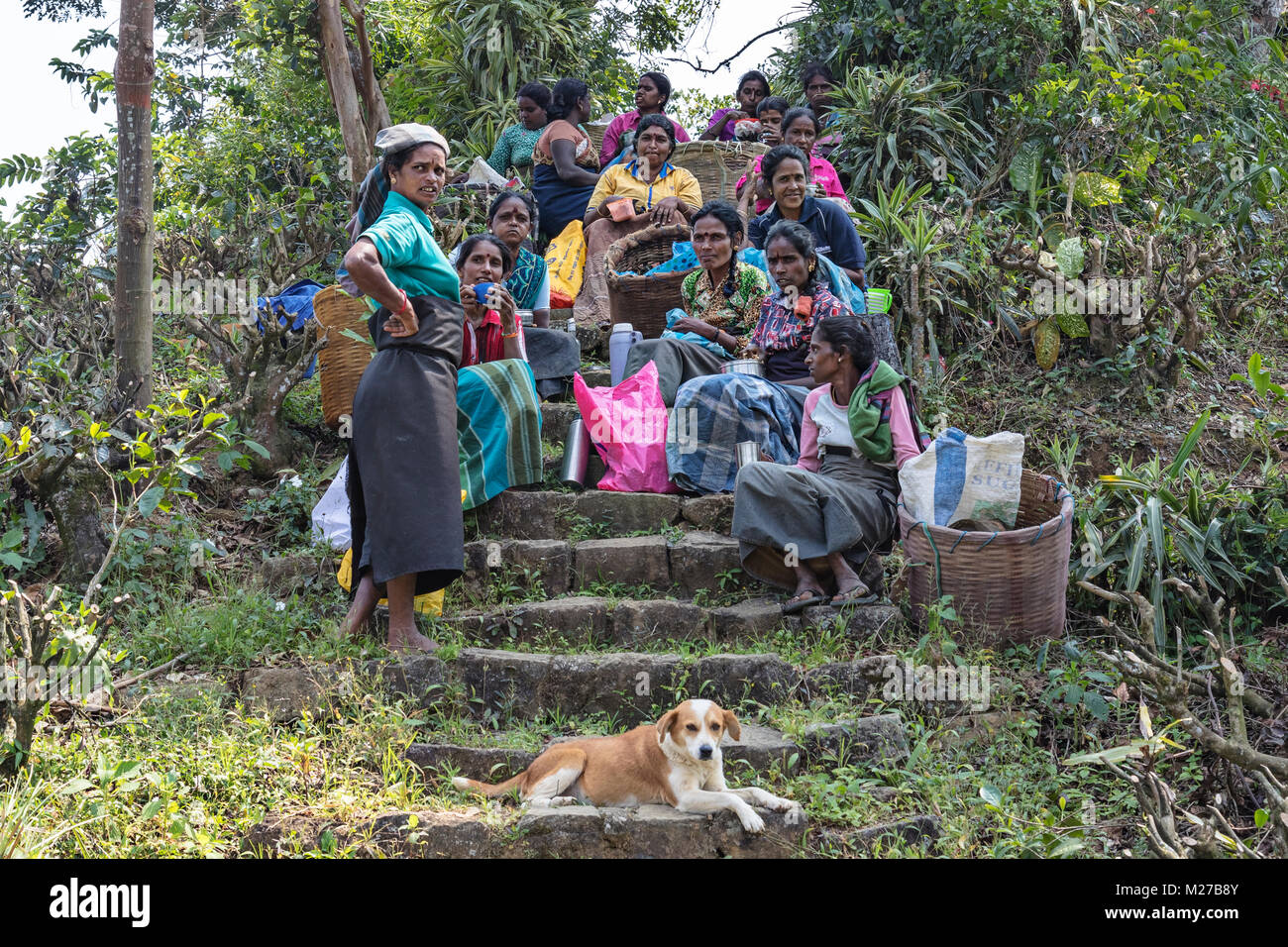 Té pluckers, Nuwara Eliya, Sri Lanka, Asia Foto de stock