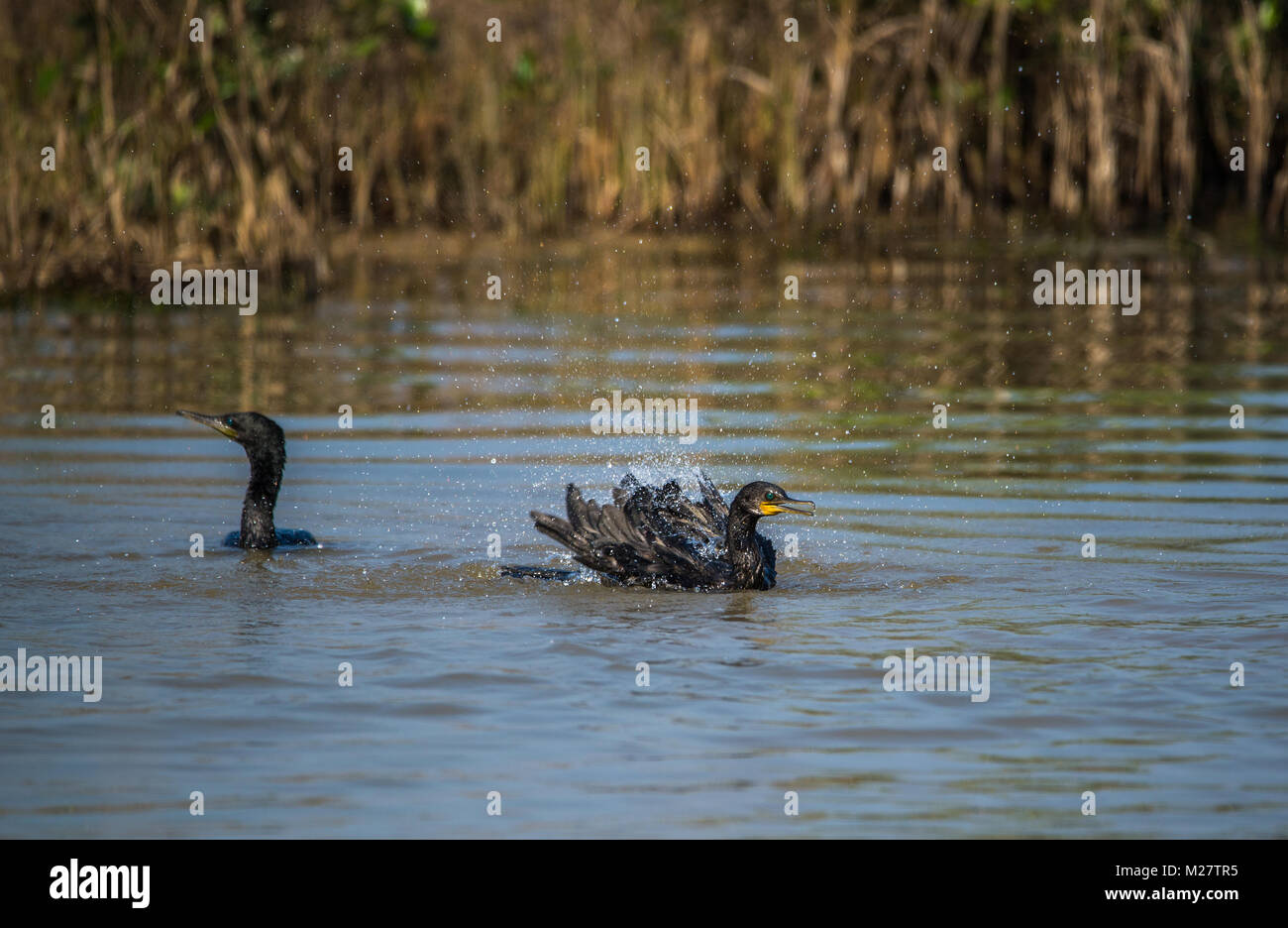 Indian cormorán aves salpicaduras de agua desde el río. Foto de stock