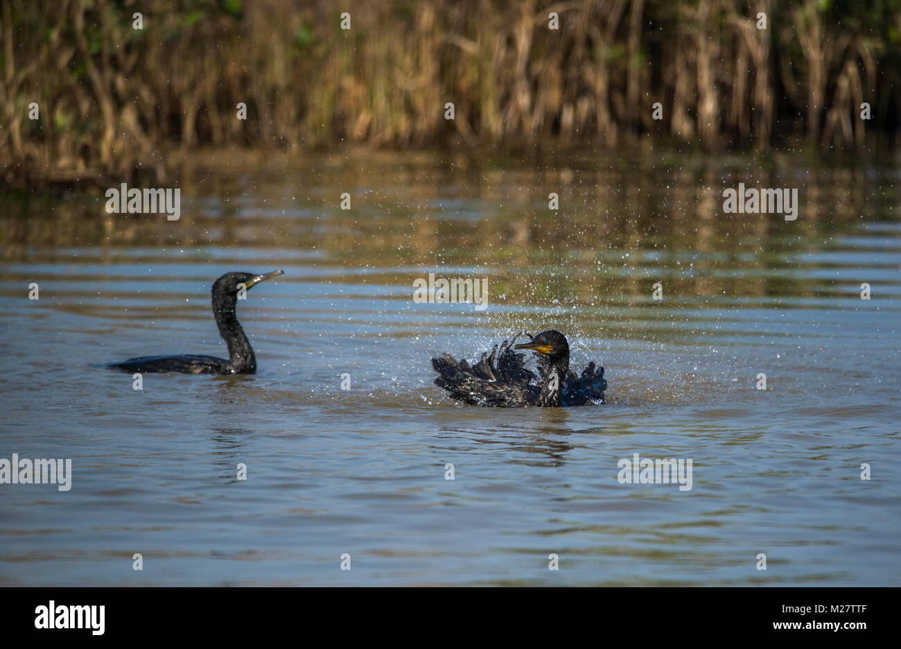 Indian cormorán aves salpicaduras de agua en el río Foto de stock