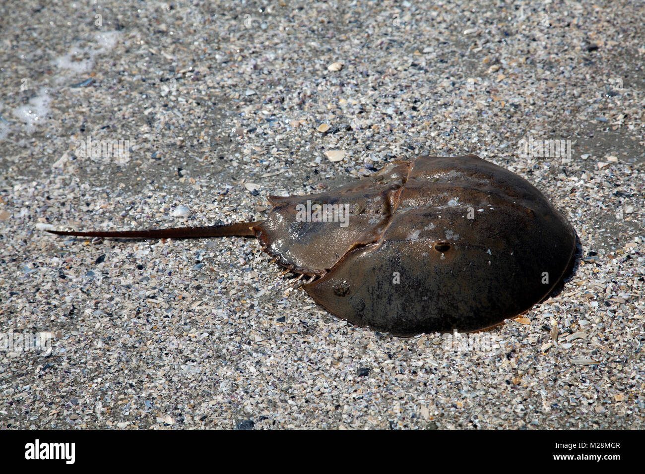 Cangrejo herradura en tierra en Stone Harbor en Nueva Jersey Cangrejo Herradura Fotos e Imágenes de stock Alamy