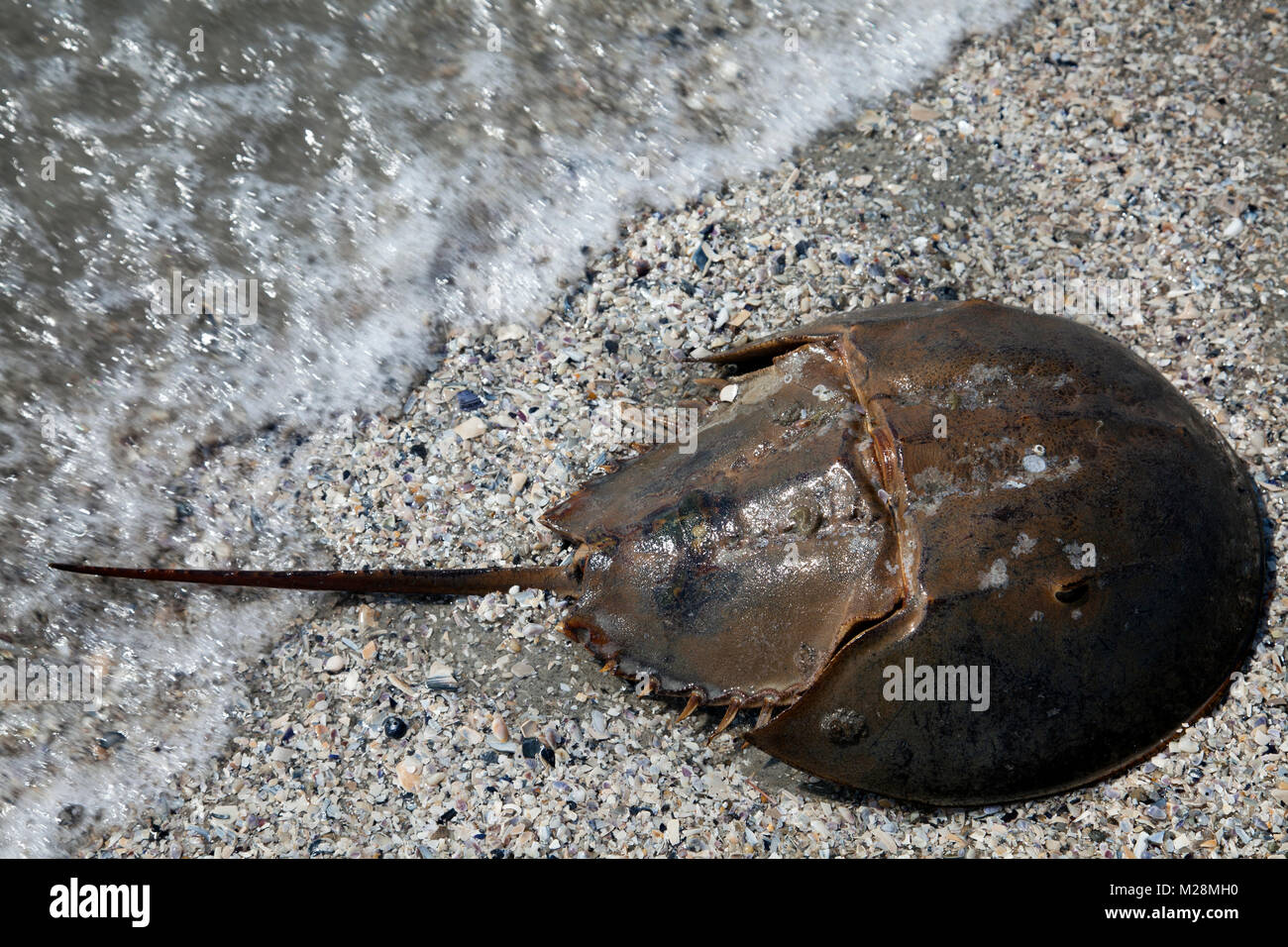 Cangrejo herradura en tierra en Stone Harbor en Nueva Jersey Cangrejo Herradura Fotos e Imágenes de stock Alamy