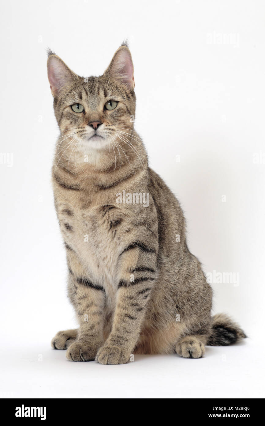 Pixie Bob Fotos E Imagenes De Stock Alamy
