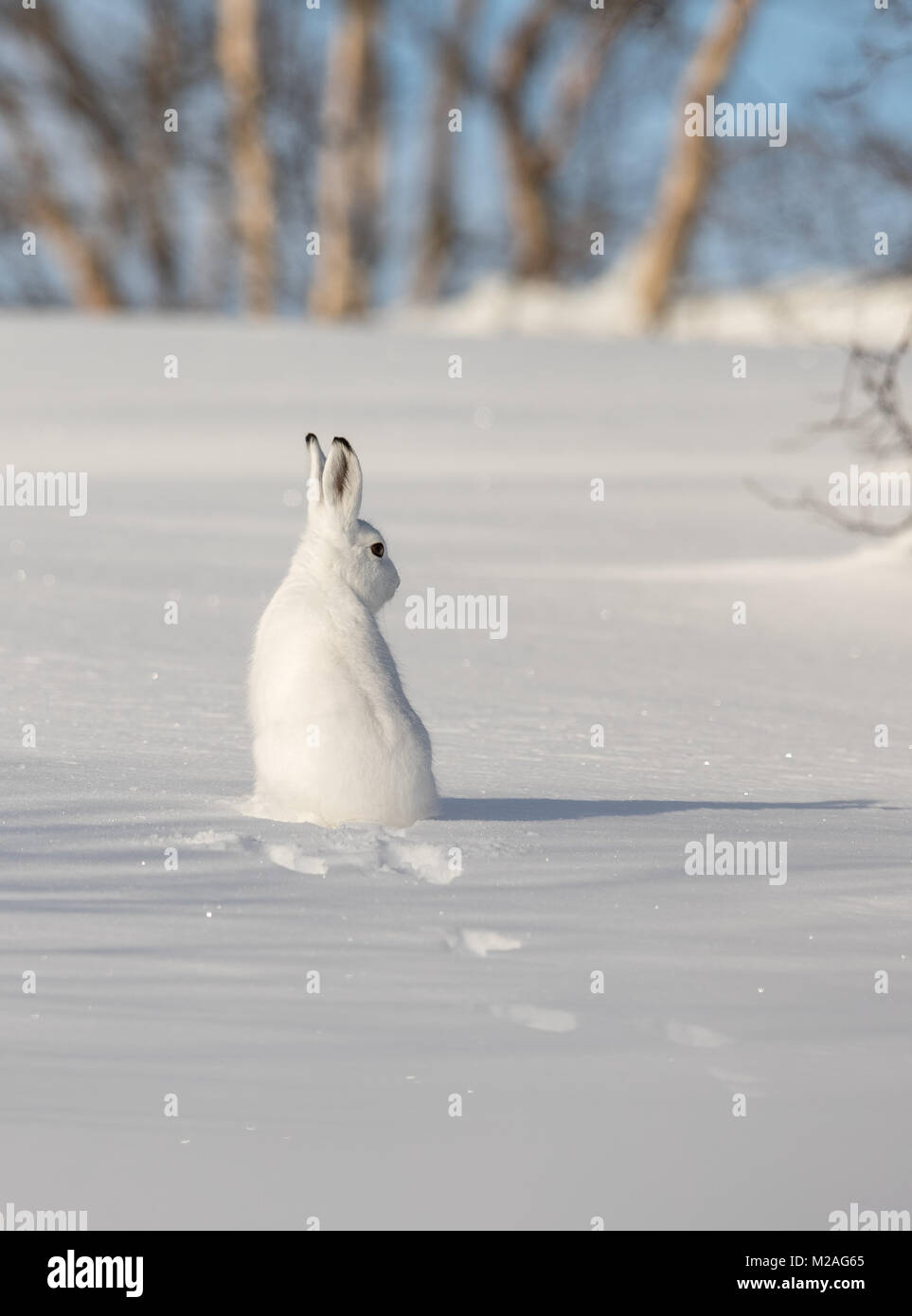La montaña de liebre, Lepus timidus, en invierno pelaje, sentada en la nieve, mirando a la derecha, en el nevado paisaje invernal con abedules y cielo azul, en Setesdal, Noruega, imagen vertical Foto de stock