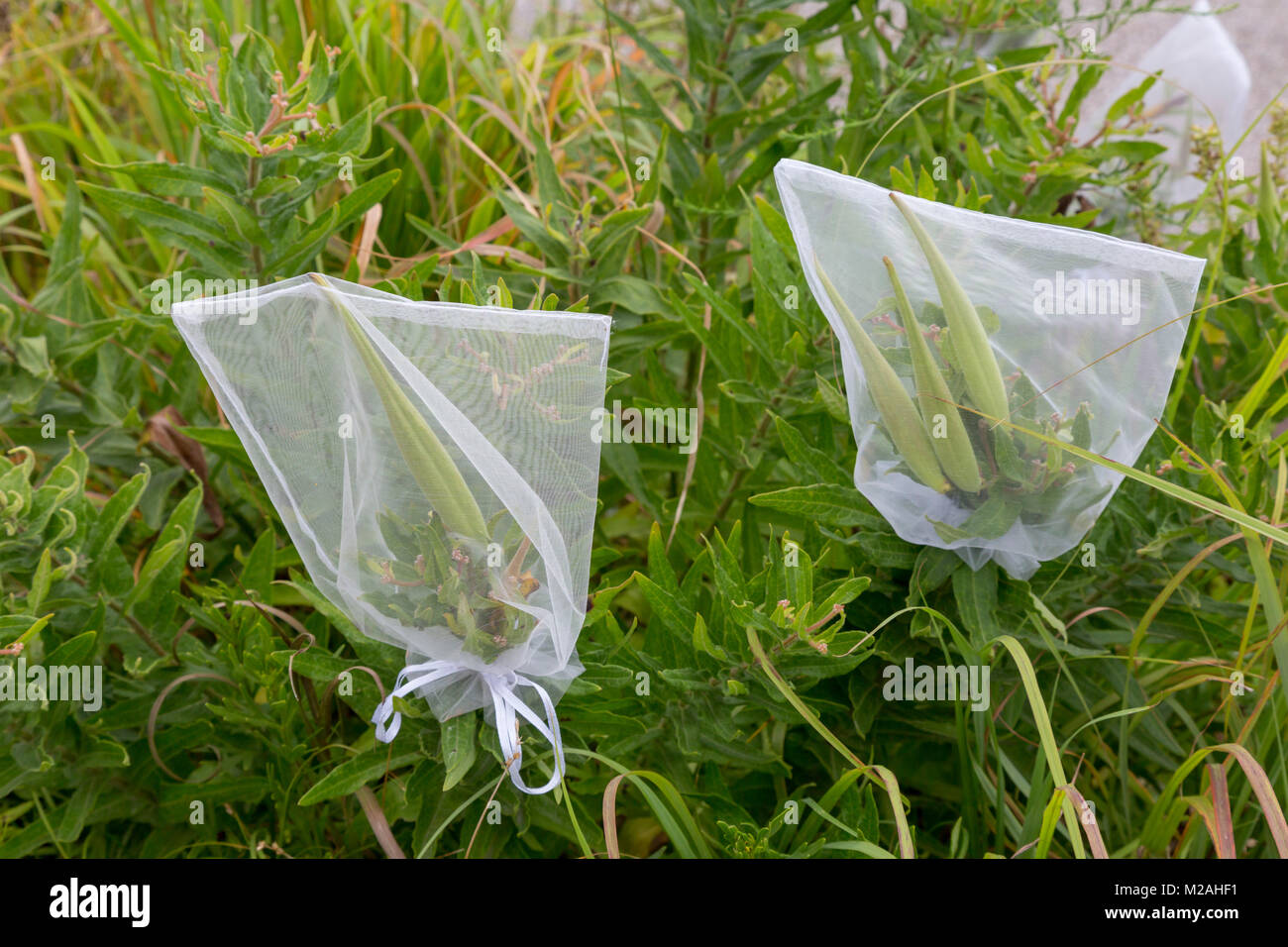 Prairie City, Iowa - biólogos de la Neal Smith National Wildlife Refuge envolver asclepias vainas para recoger las semillas de las variedades menos comunes--La pero Foto de stock