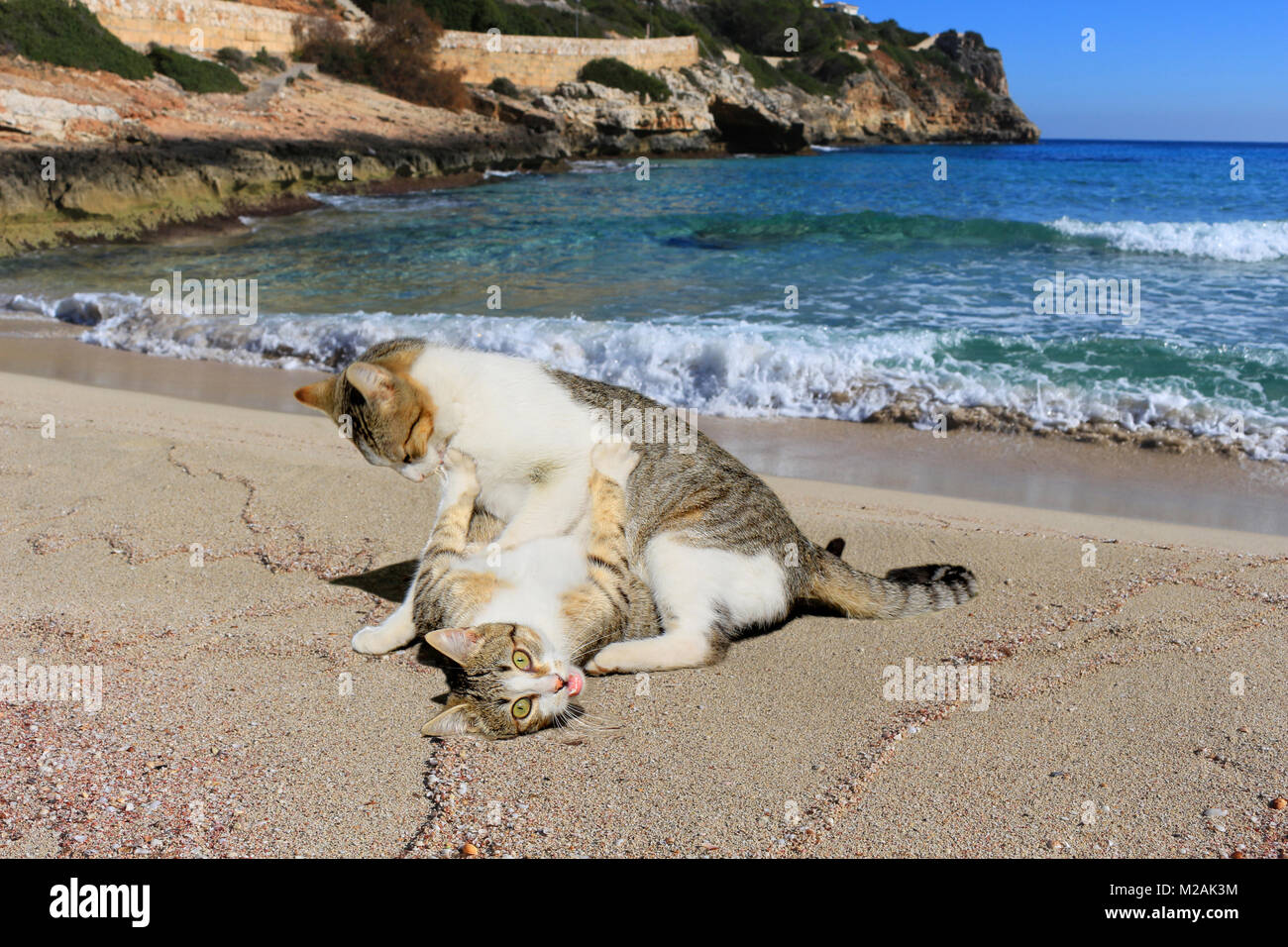 Dos jóvenes gatos, atigrado negro blanco, están jugando en las arenas de la mar Foto de stock
