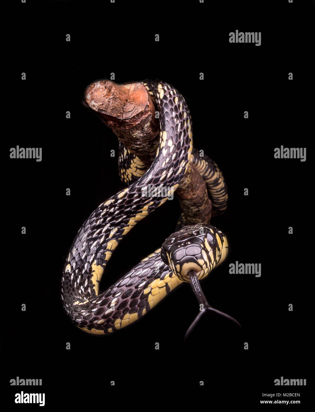 Spilotes puillatus / Yellow rat snake Foto de stock