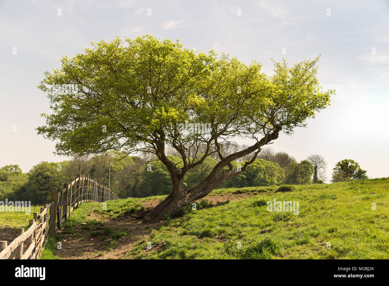 Una imagen que muestra la hermosa corteza en el tronco de un árbol de espino trenzado rodada en Laxton, Inglaterra, Reino Unido. Foto de stock