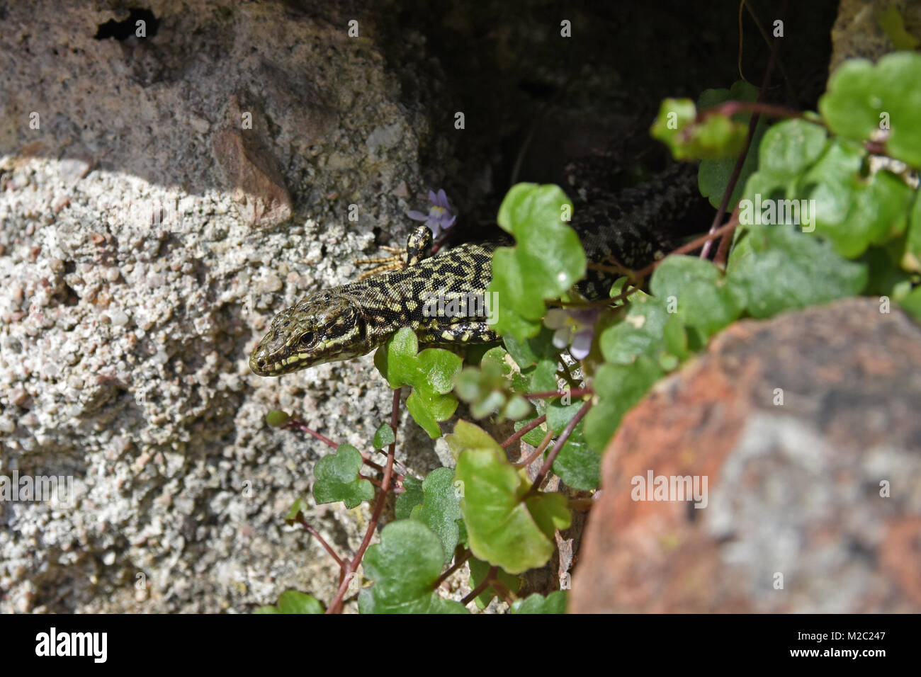 Ale Common lagartija Podarcis muralis en una cara de la roca en Gorey Castillo de la isla de Jersey, Reino Unido con ivy creciente hasta la pared. Foto de stock