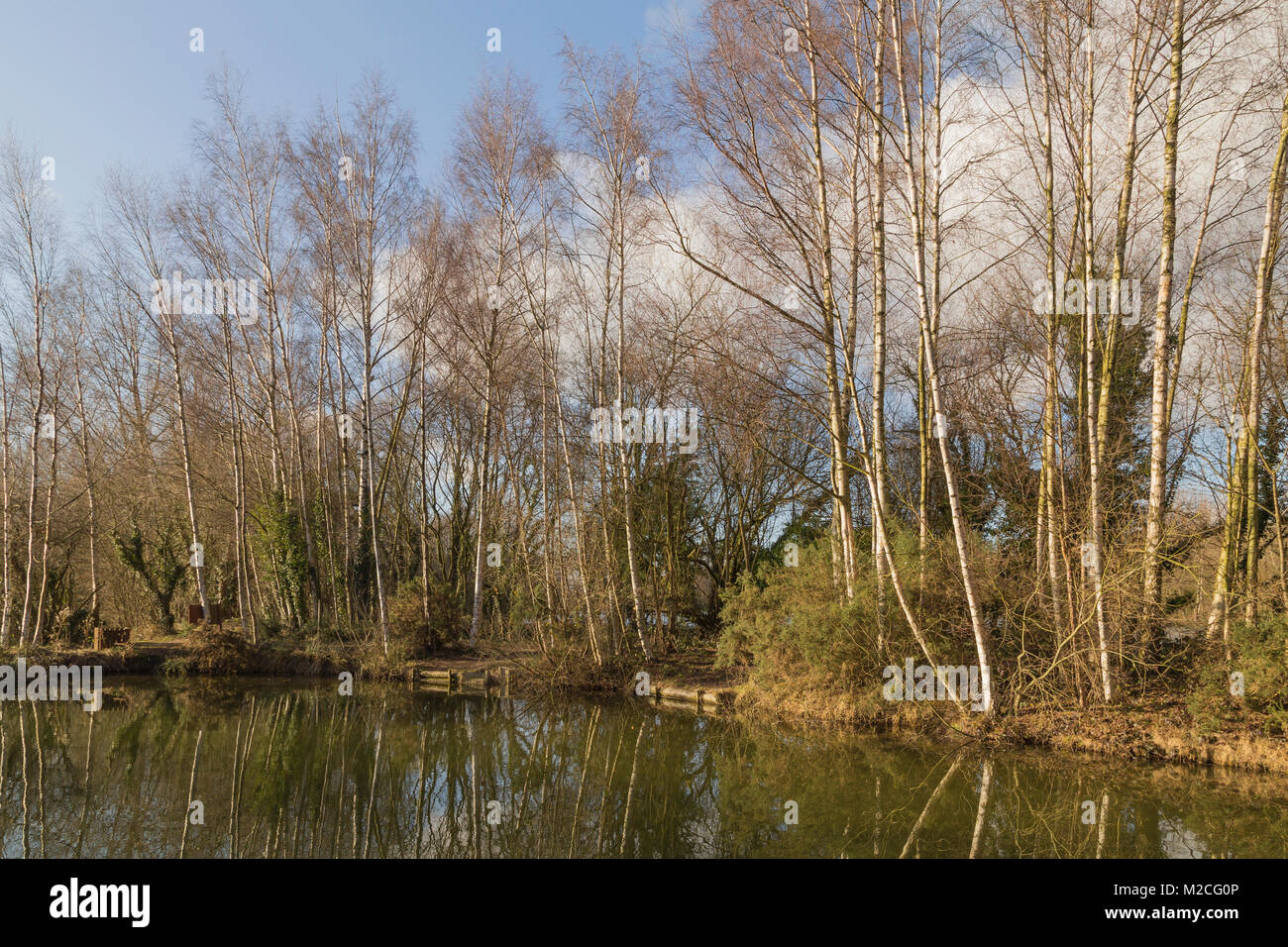 Clúster de abedules de plata alrededor de un pequeño lago para pescar en aguas de Woodland, Ancaster, Lincolnshire. Foto de stock