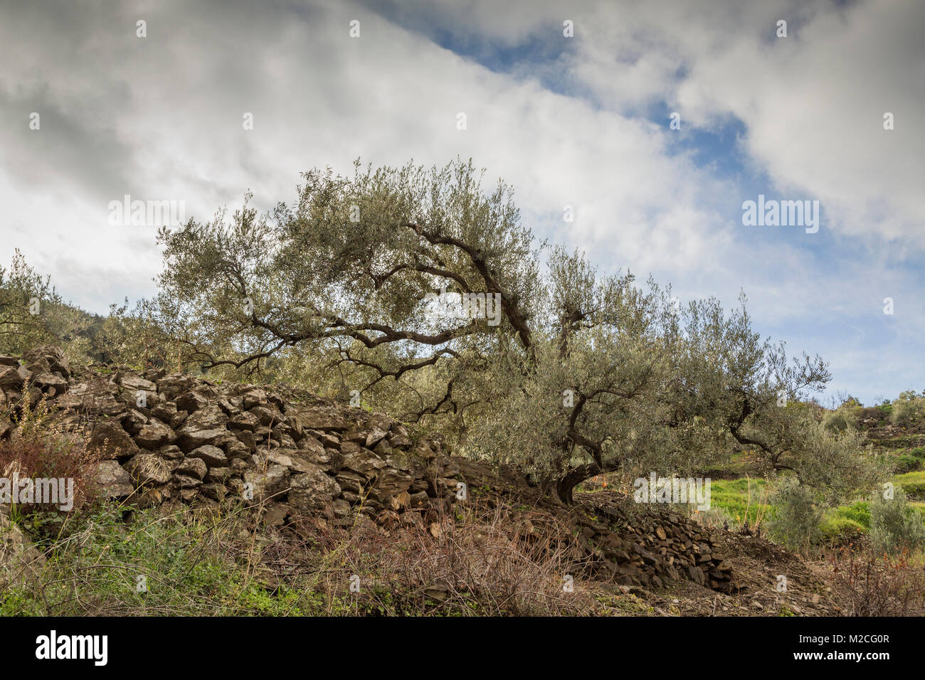 Un viejo olivo en España, que muestra los años de descuido rodada en Andalucía. Foto de stock
