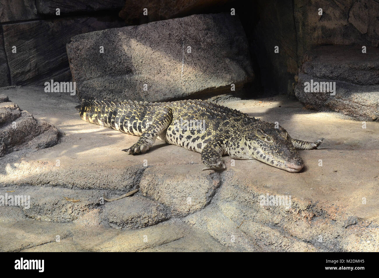 Neuzugang: Das acuario Sea Life en Hannover praesentiert zwei Kuba-Krokodile am 13.04.2012 Foto de stock