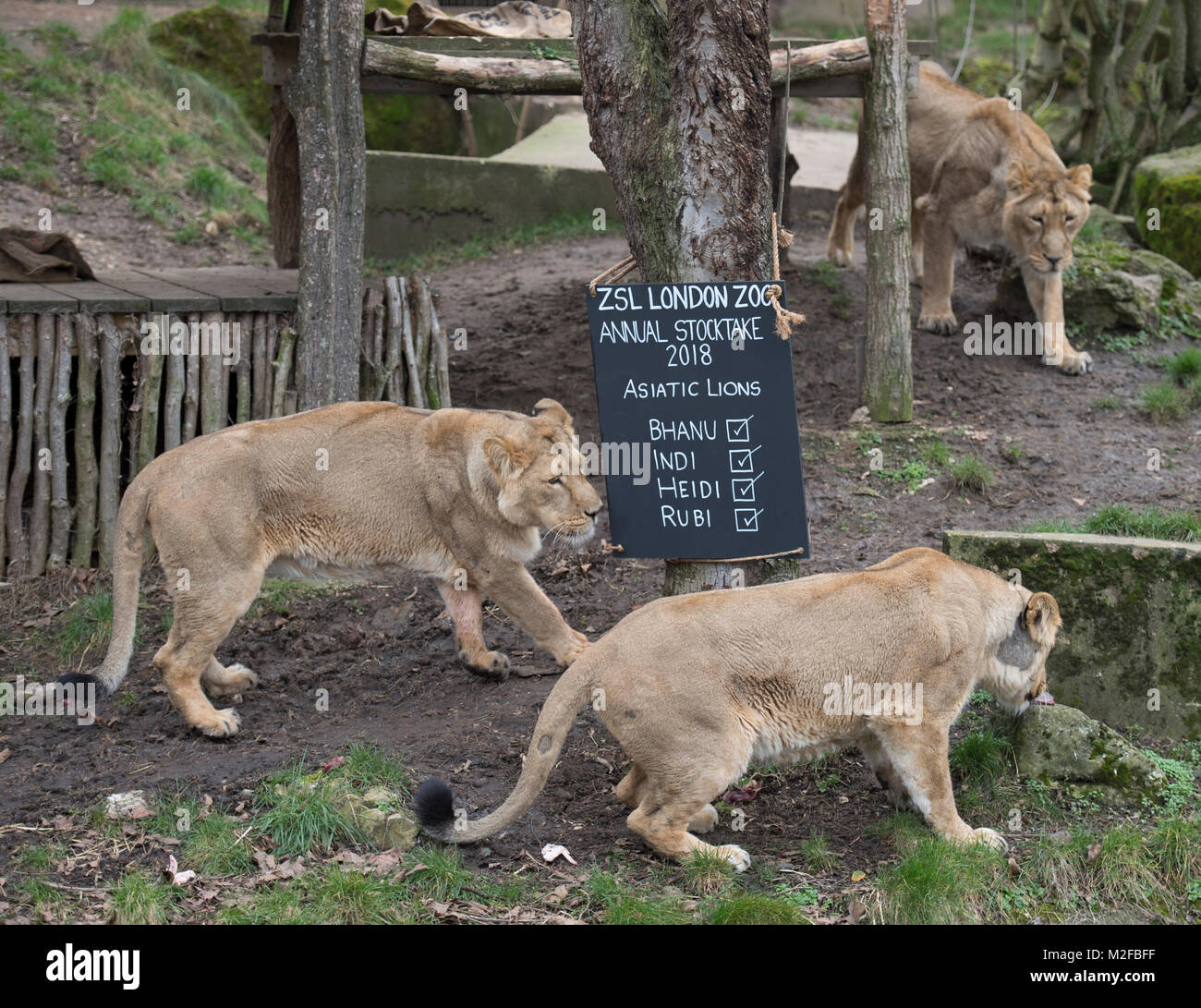 ZSL London Zoo, Regent's Park, Londres. El 7 de febrero de 2018. Guarda  parques en el ZSL London Zoo contar los leones asiáticos en la evaluación  anual del zoológico. Atender a más