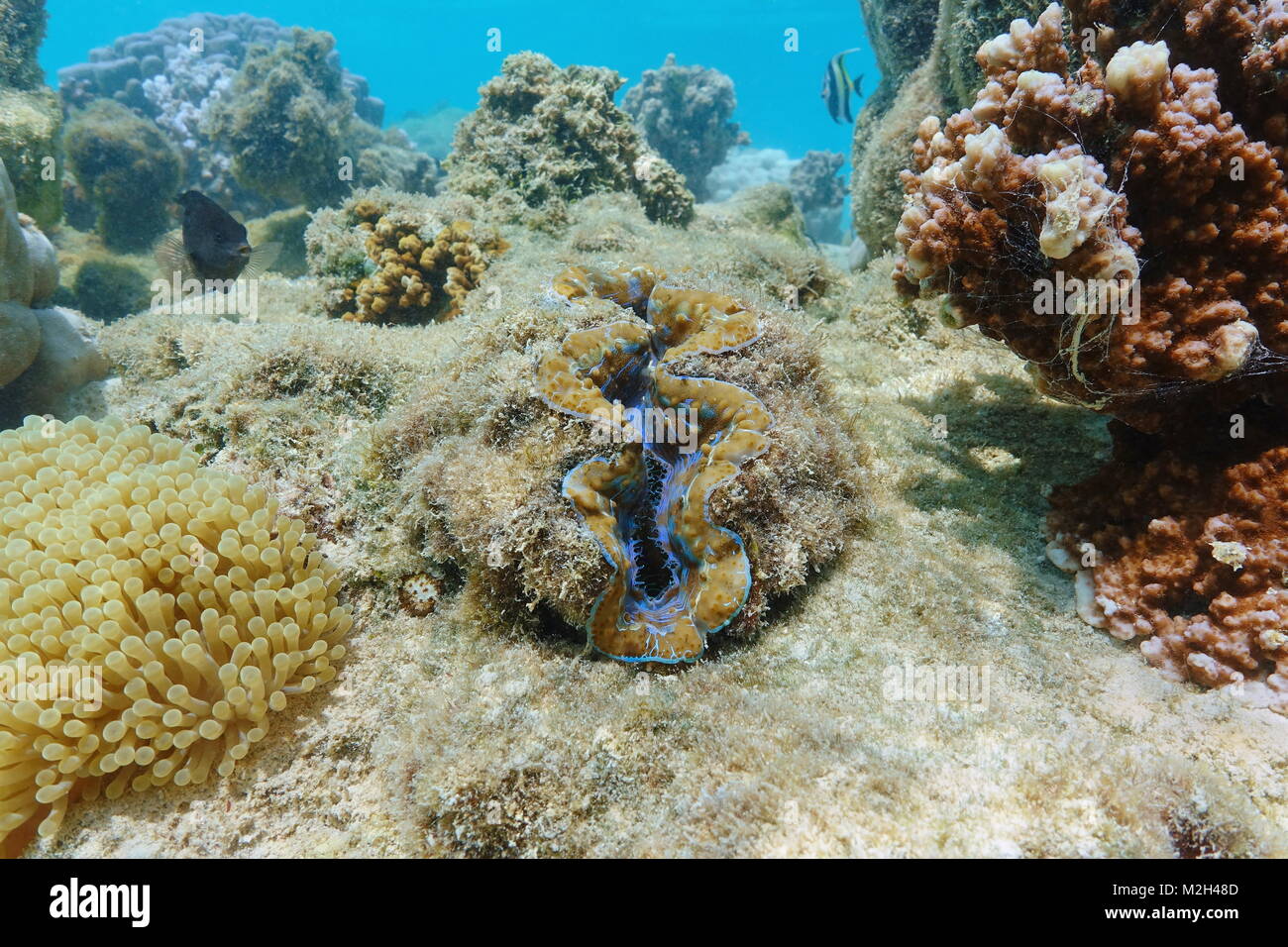 Molusco bivalvo maxima clam, Tridacna maxima, submarino en el océano Pacífico, en la Polinesia Francesa Foto de stock