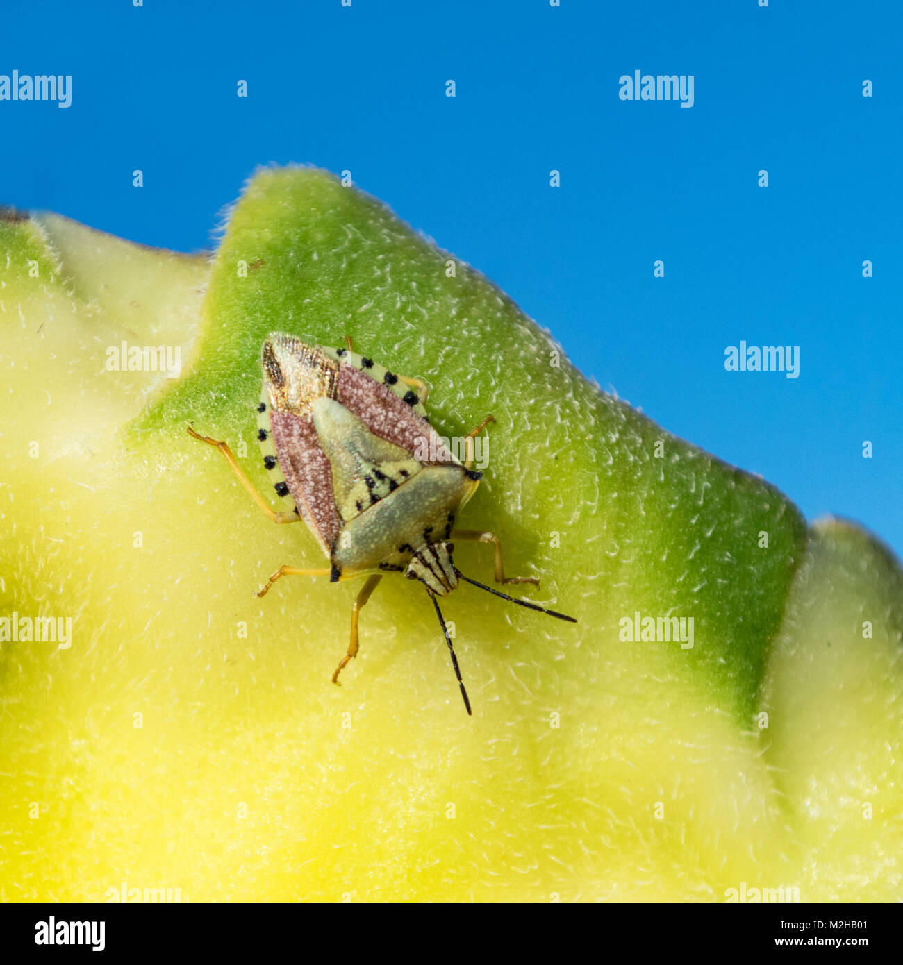 Escudo de insectos con un llamativo patrón de color verde, negro y rosa en la parte posterior de una cabeza de semilla de girasol con un fondo azul cielo llano Foto de stock