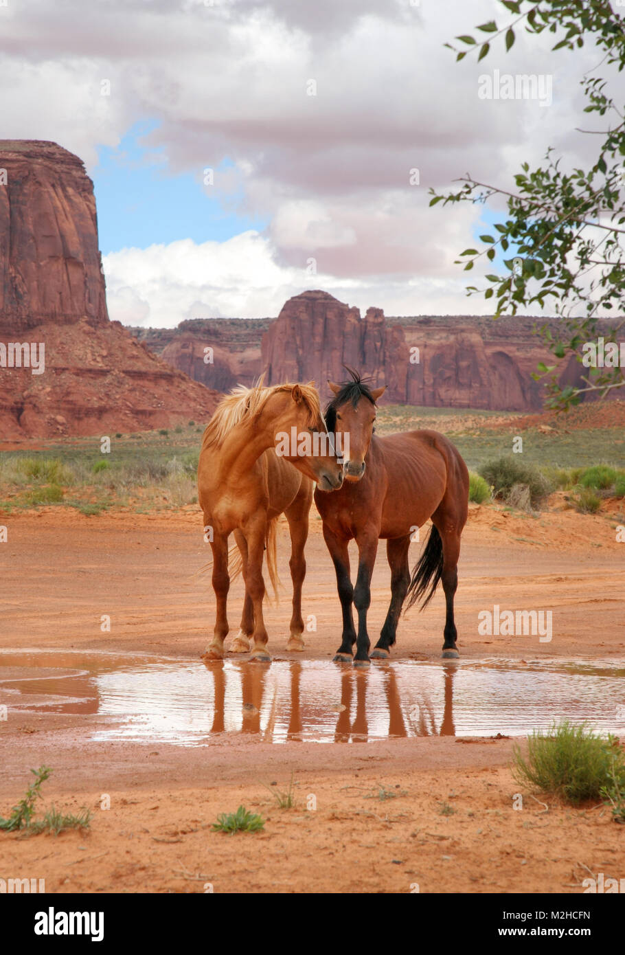 dos caballos salvajes juntos en un agujero de agua con cabezas cerca mostrando afecto Foto de stock
