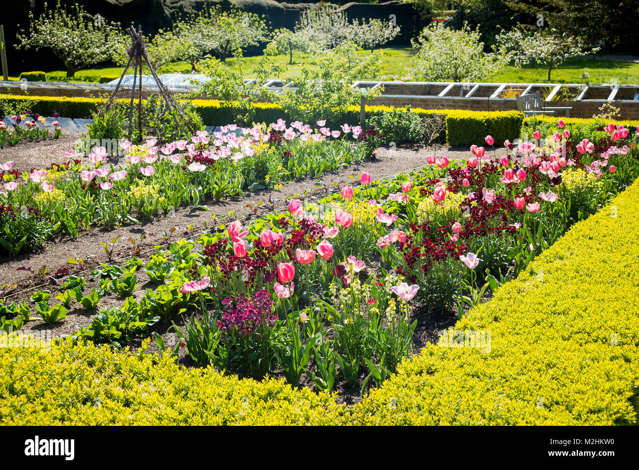 Tulipanes rosados y rojos de wallflowers parte del extremo floral de un jardin potager en Walmer