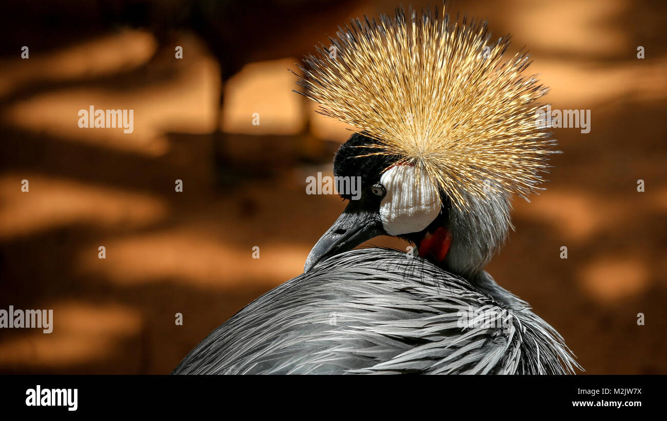 Gris cerca la grulla coronada contra masa marrón luz de fondo borroso. Umgeni Riv er Bird Park, Durban, SA - Enero 2018 -[Crédito:Andy Trevaskis] Foto de stock