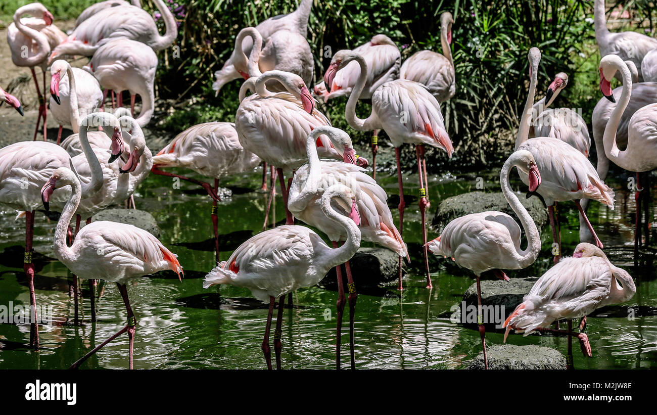 Una extravagancia de Flamingo vadeando en el estanque en el Parque de aves río Umgeni, Durban, SA - Enero de 2018 Foto de stock