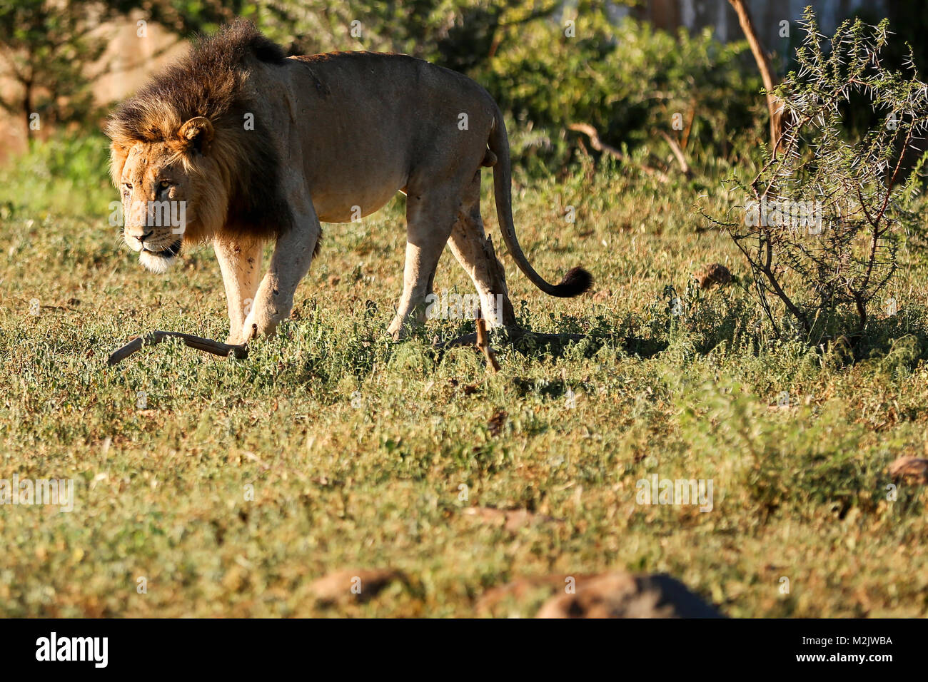 Fuertemente marcado en el acecho de León en el matorral en Mkuse Falls Private Game Reserve la provincia de Kwazulu-Natal, Sudáfrica Foto de stock