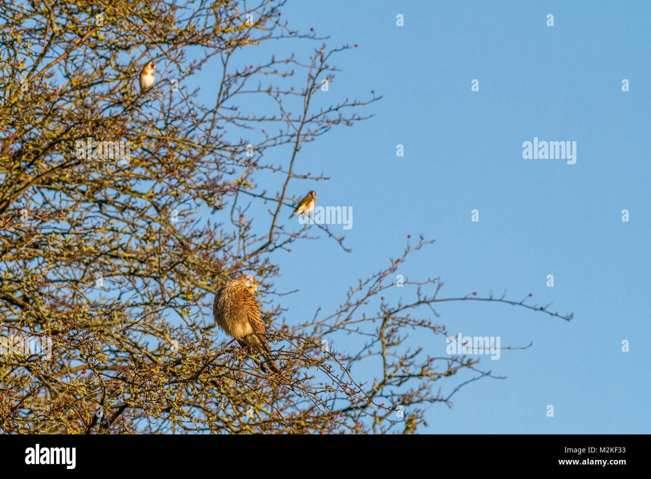 Reino Unido: La hembra silvestre cernícalo (Falco tinnunculus) compartiendo un árbol con dos jilgueros Foto de stock