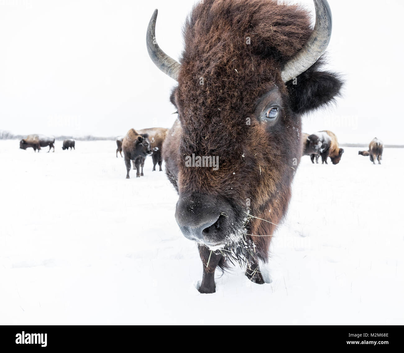 Llanuras, bisonte (Bison bison bison) o American Buffalo, en invierno, Manitoba, Canadá. Foto de stock