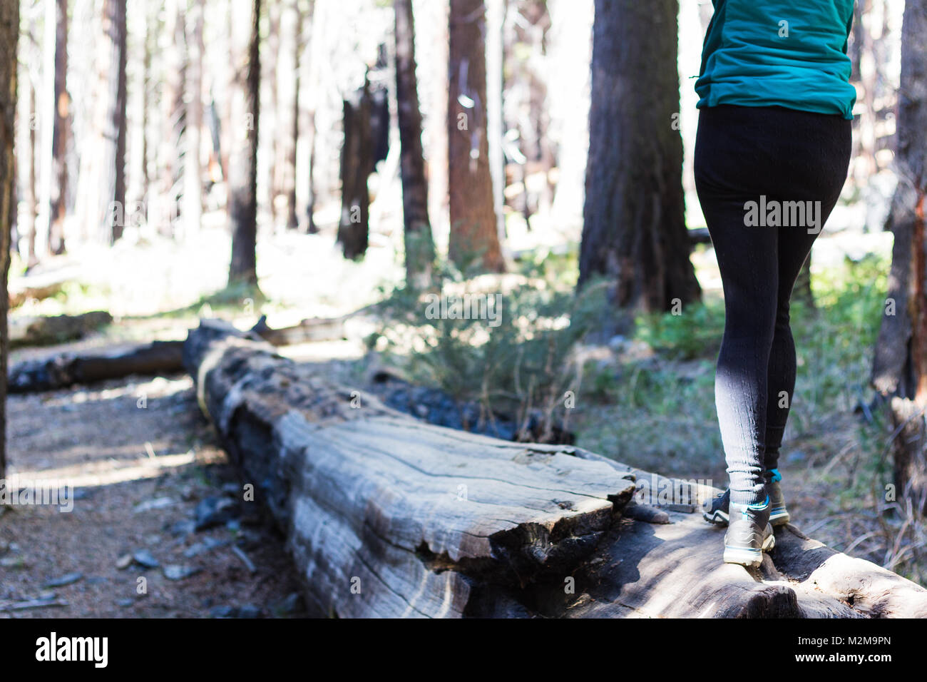 Joven mujer caucásica en ropa de invierno plantea entre gigantes árboles Sequoia Foto de stock