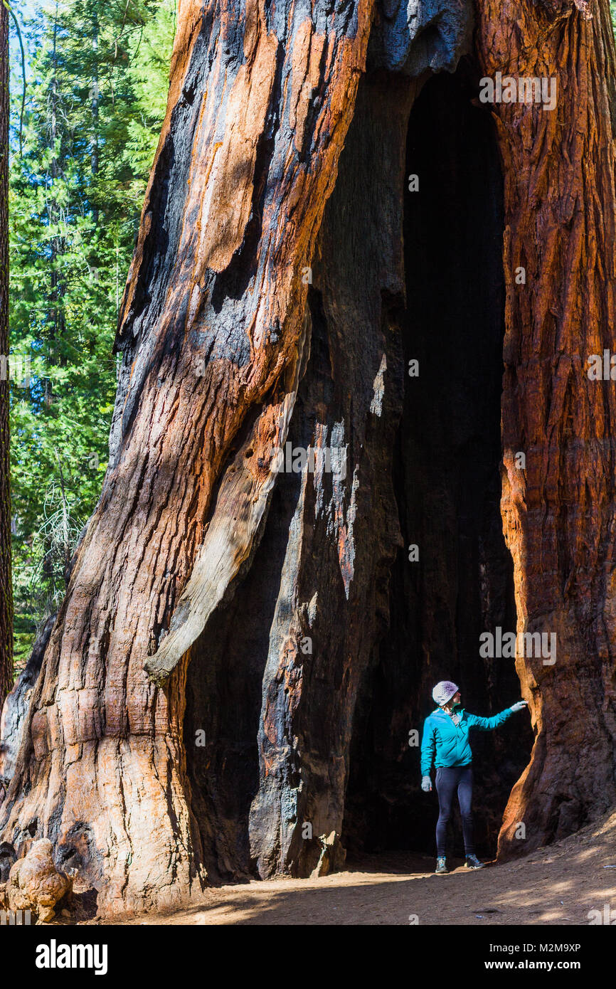 Joven mujer caucásica en ropa de invierno plantea entre gigantes árboles Sequoia Foto de stock