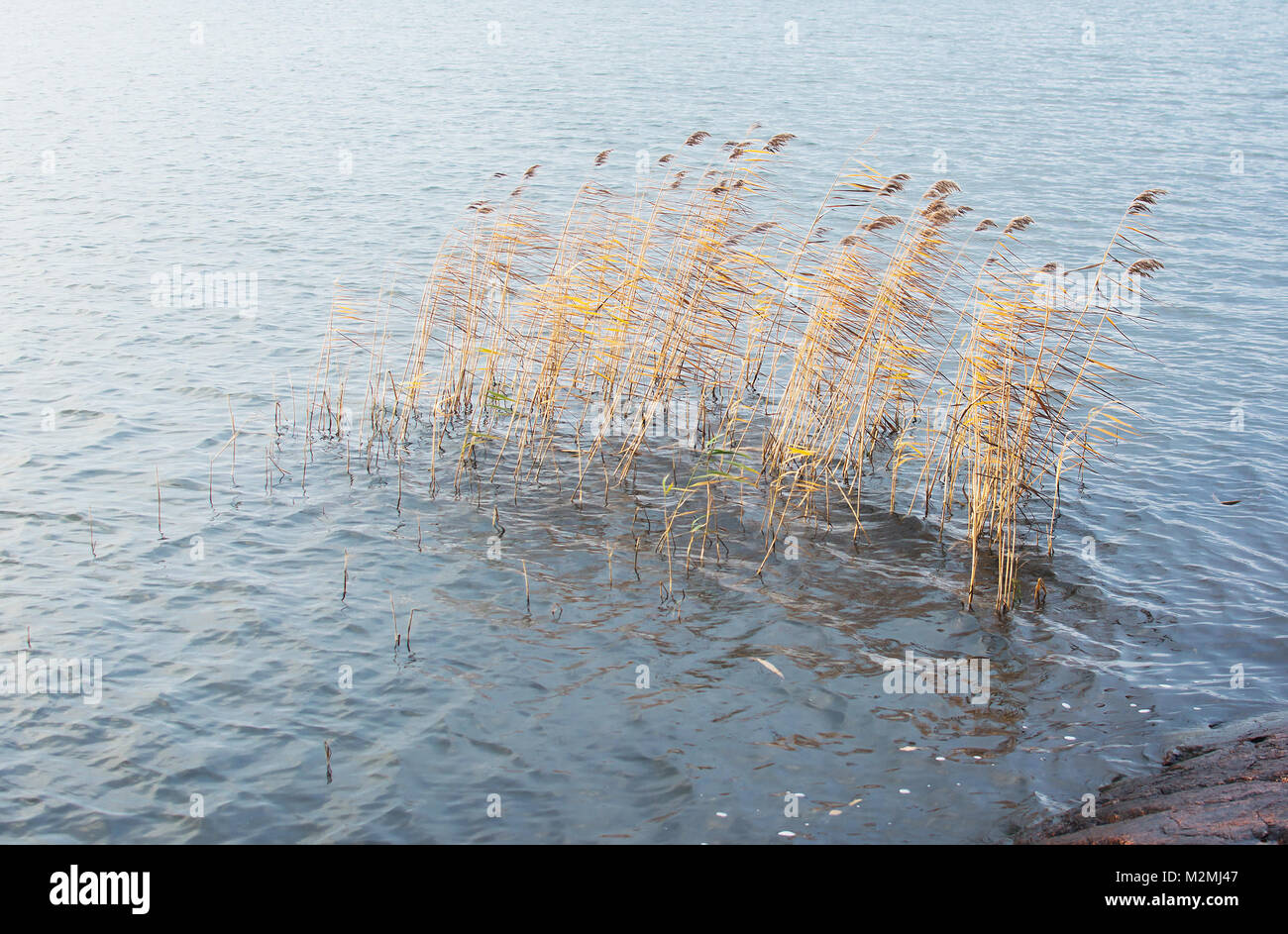 Amarillo cañas en octubre, el lago Malaren, Estocolmo, Suecia. Foto de stock