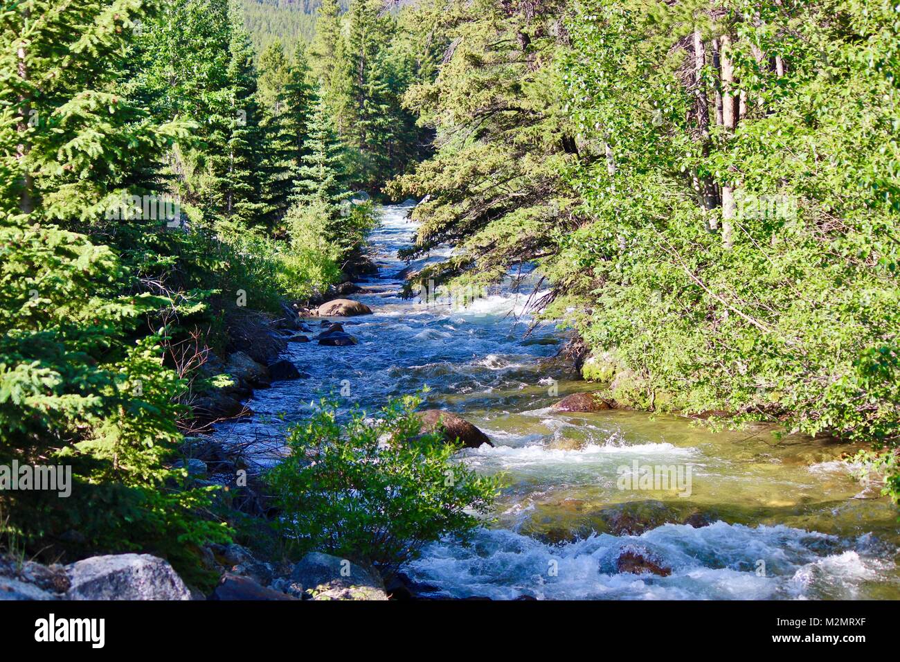 Custer Gallatiine Forrest nacional Foto de stock