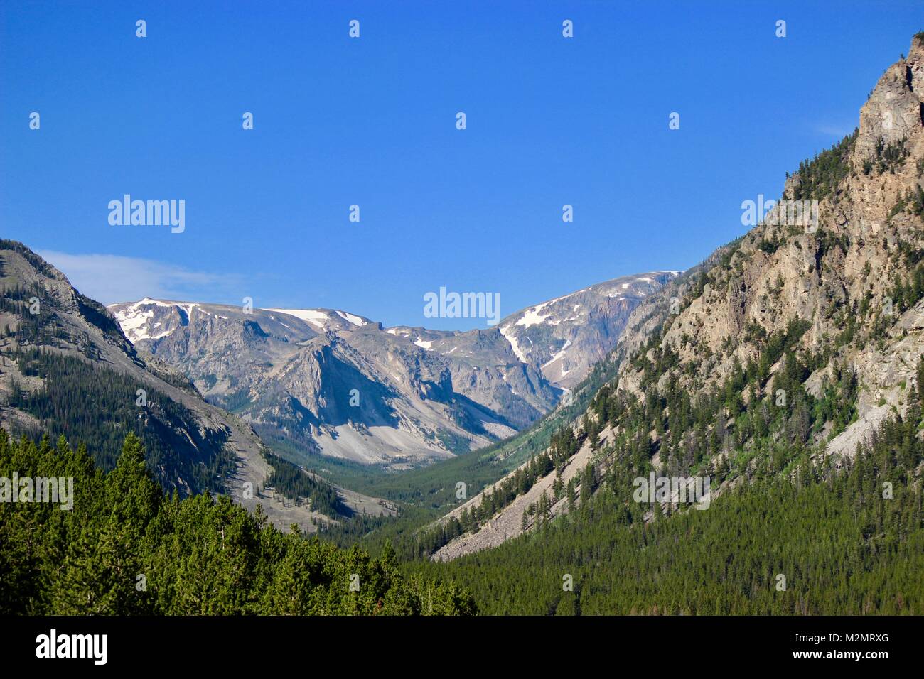 Custer Gallatiine Forrest nacional Foto de stock