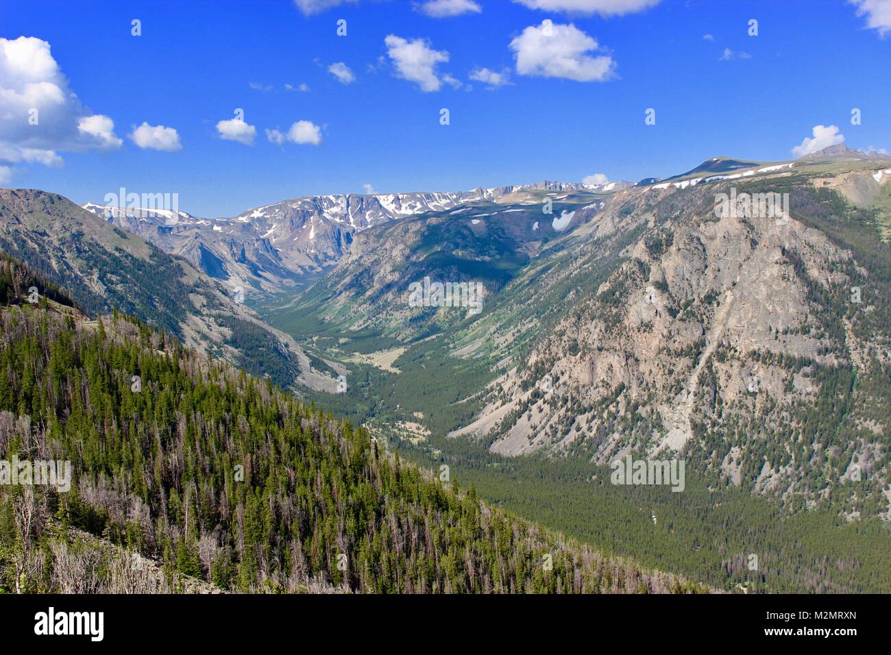 Custer Gallatiine Forrest nacional Foto de stock