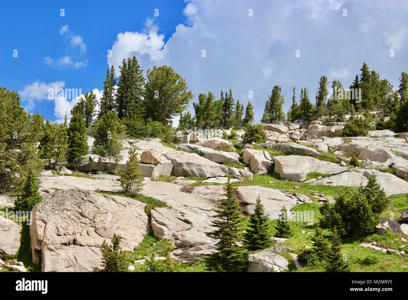 Custer Gallatiine Forrest nacional Foto de stock