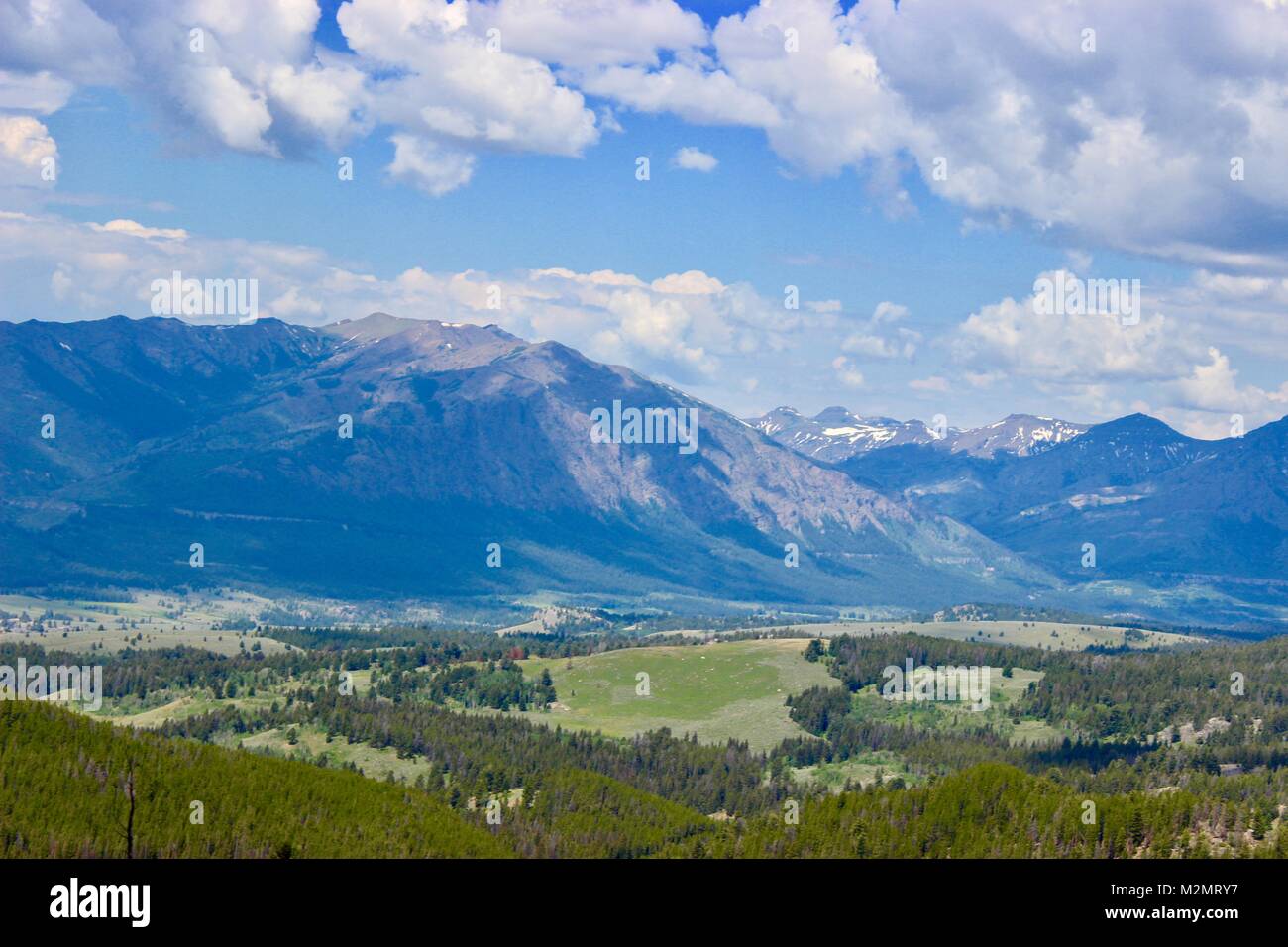 Custer Gallatiine Forrest nacional Foto de stock