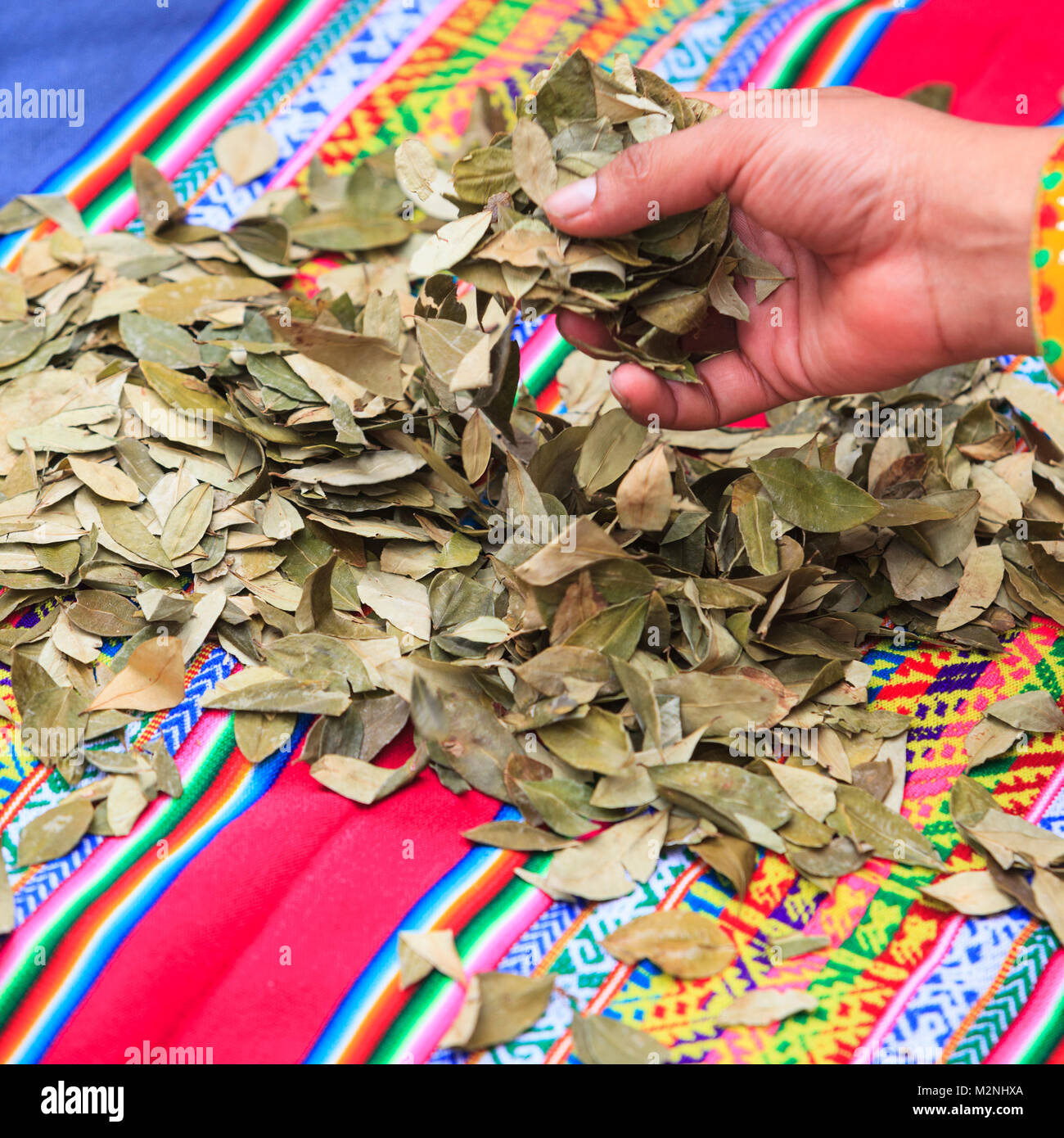 La hoja de coca Fotos e Imágenes de stock Página 2 Alamy