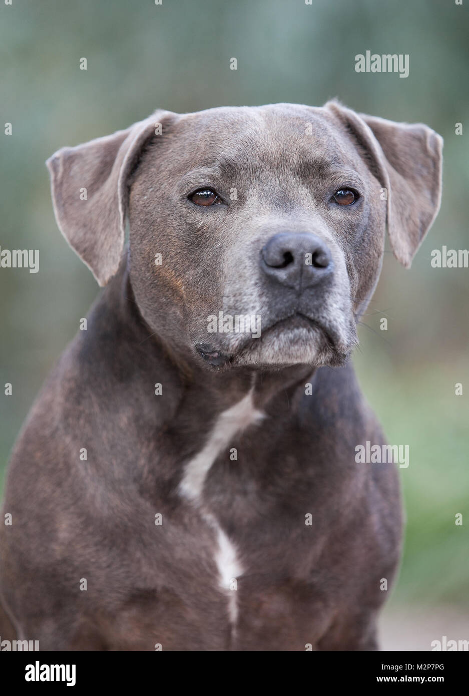 Staffordshire Bull Terrier Fotos E Imagenes De Stock Alamy